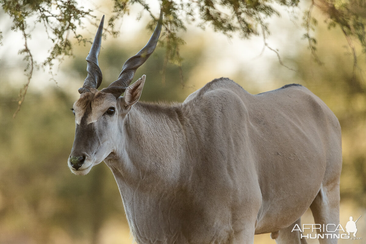 Eland South Africa