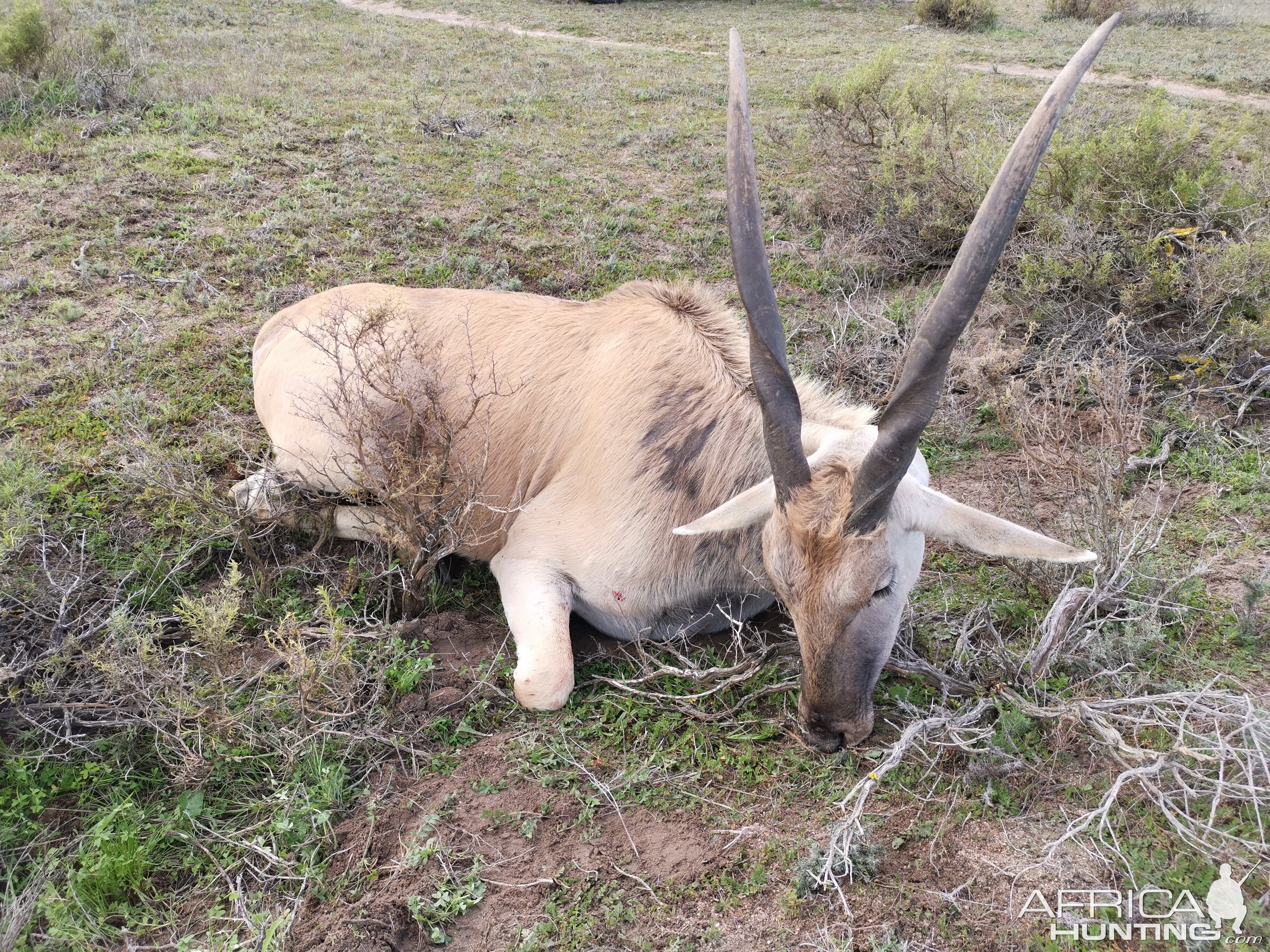 Eland South Africa