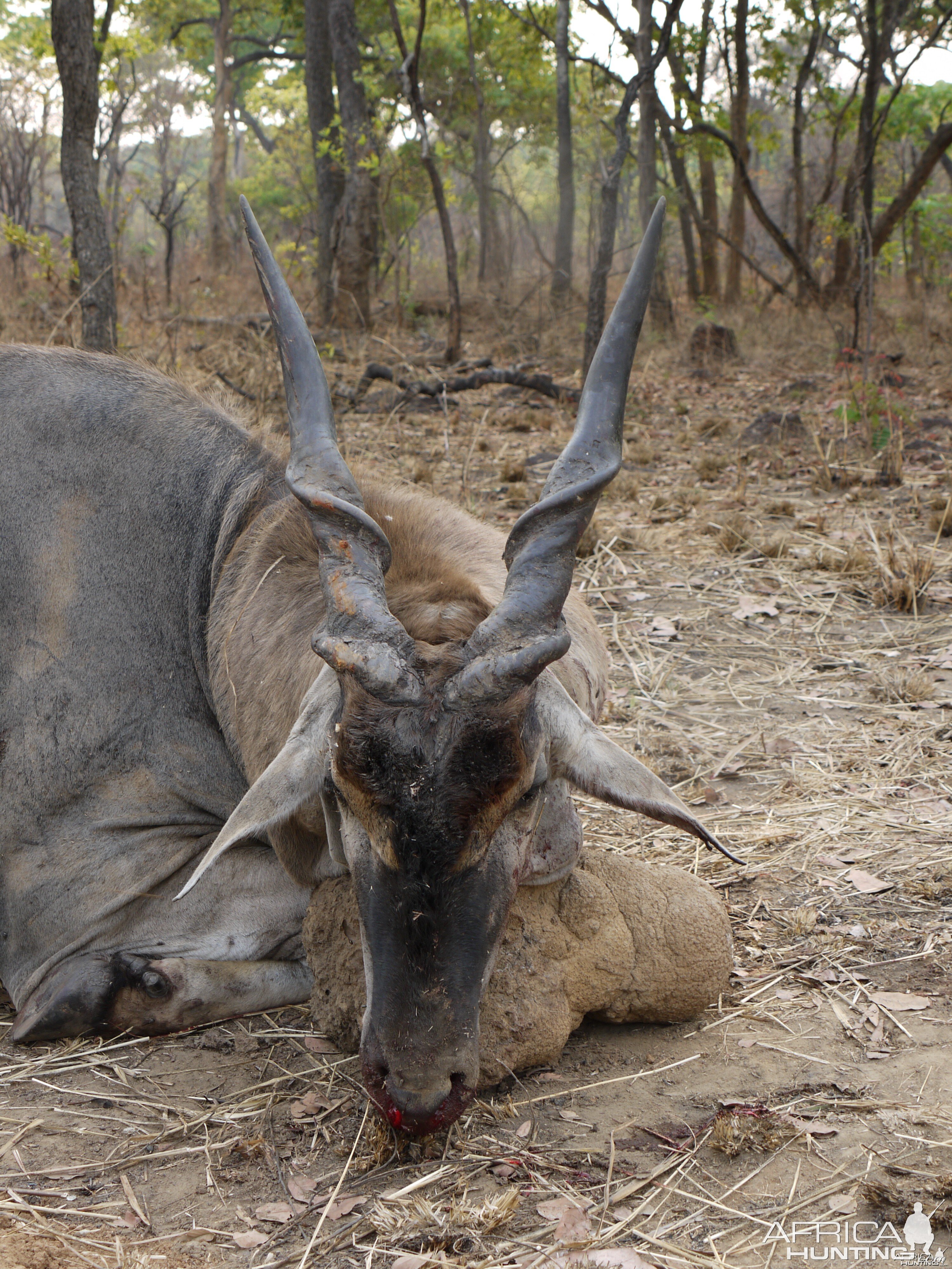 eland taken by client hunting at takeri in sept 2013