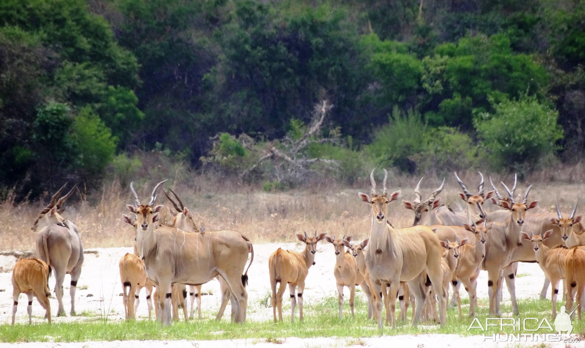 Eland Tanzania