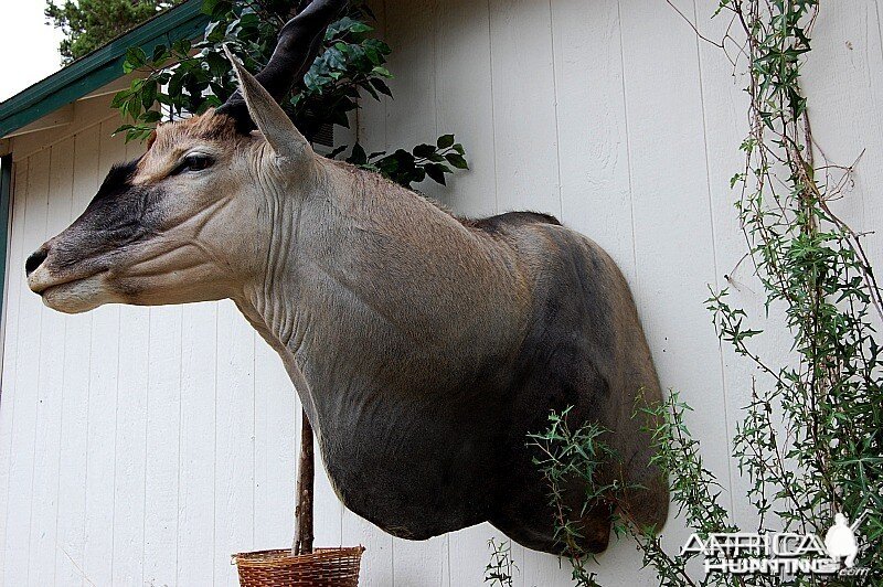 Eland Taxidermy