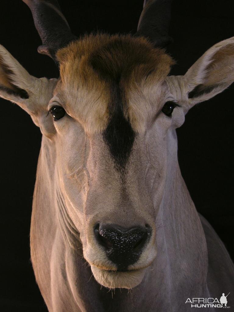 Eland Taxidermy