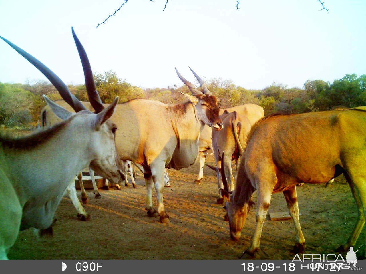 Eland Trail Cam Pictures South Africa