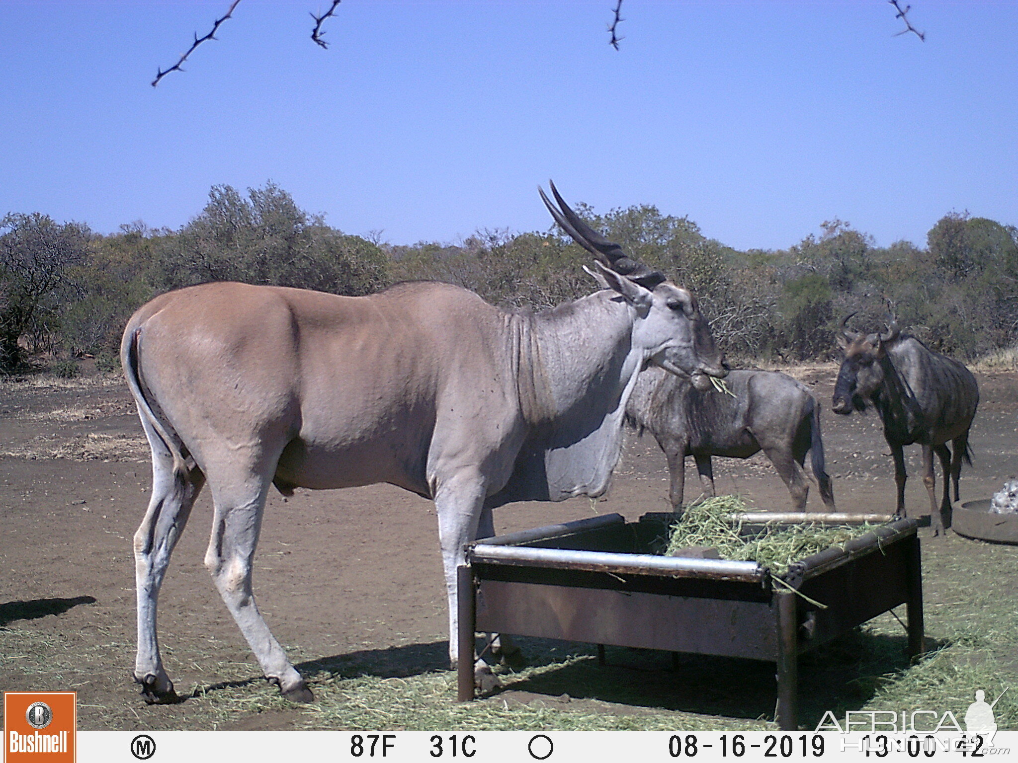 Eland Trail Cam Pictures South Africa