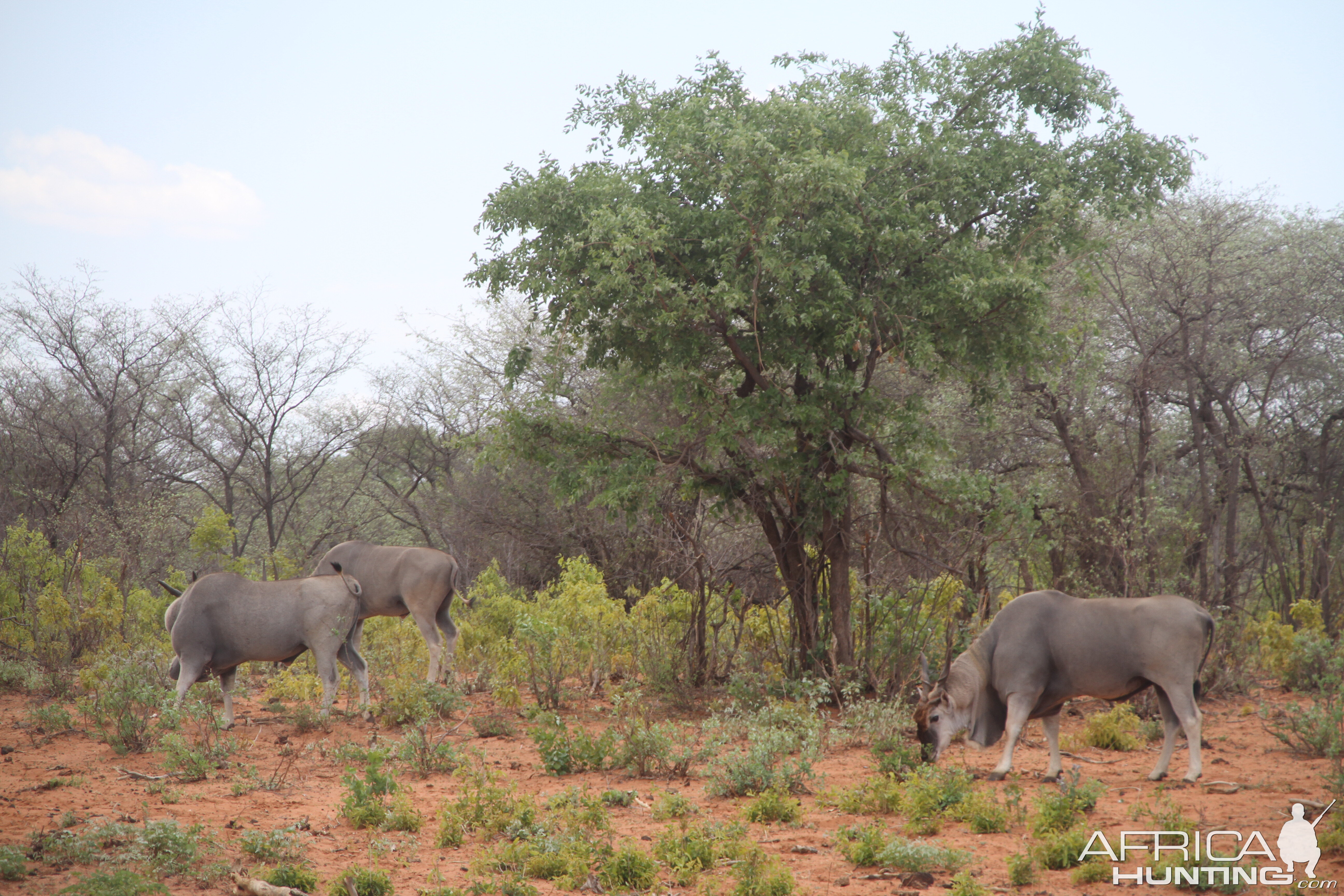 Eland Waterberg Plateau National Park in Namibia