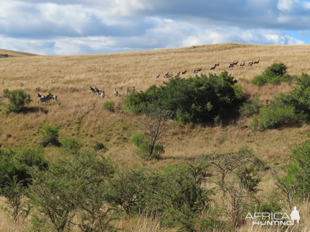 Eland Wildlife Eastern Cape South Africa