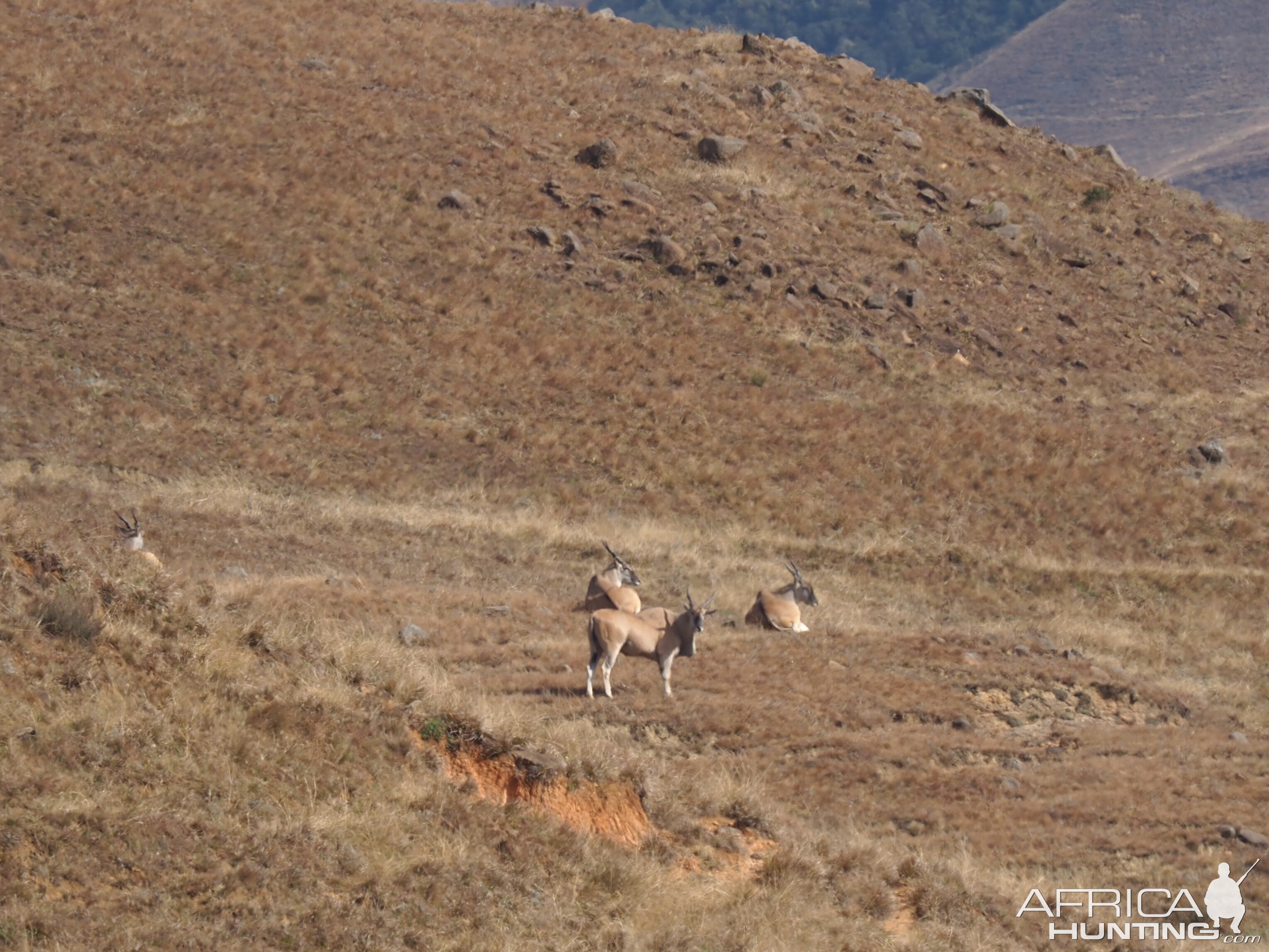 Eland Wildlife South Africa