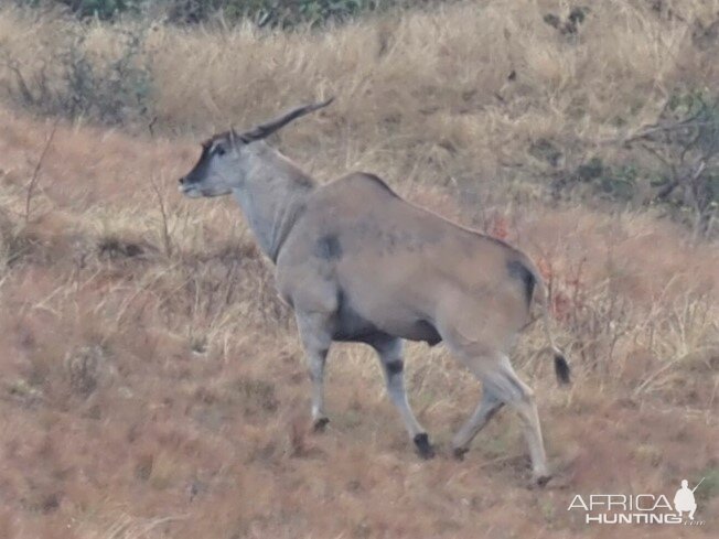 Eland Wildlife South Africa