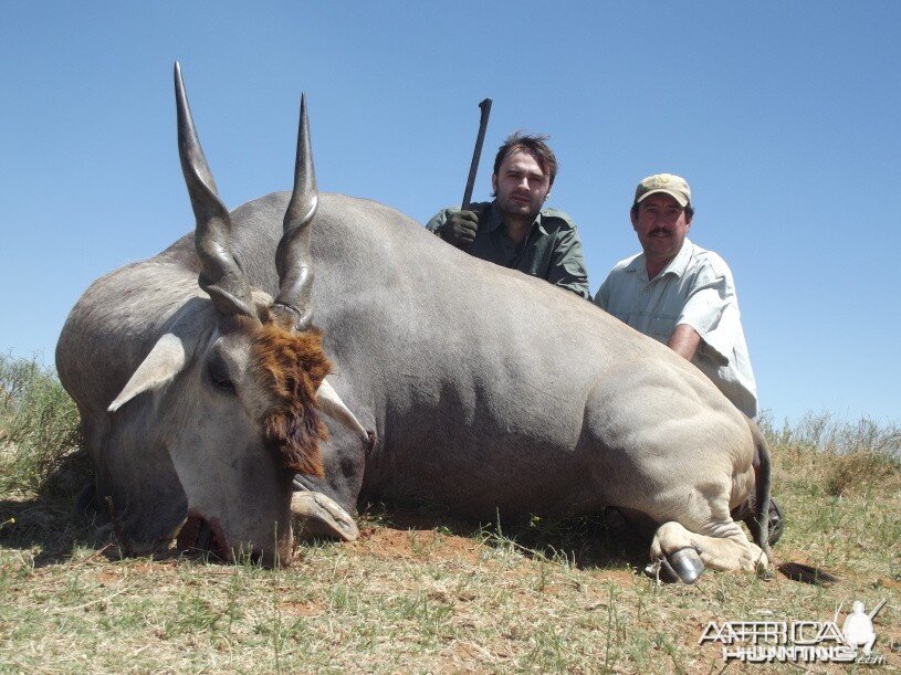 Eland with Savanna Hunting Safaris