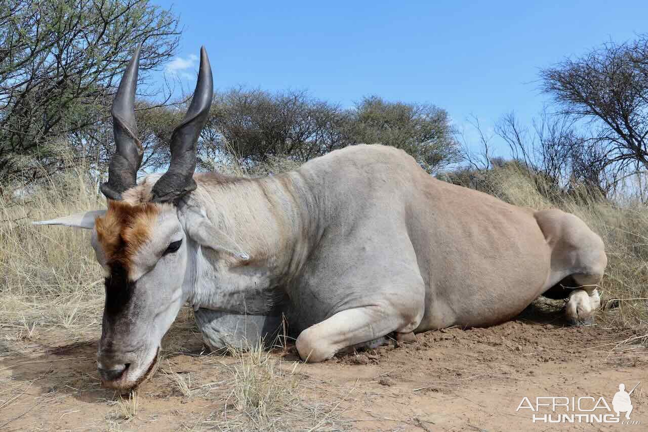 Eland With Zana Botes Safari