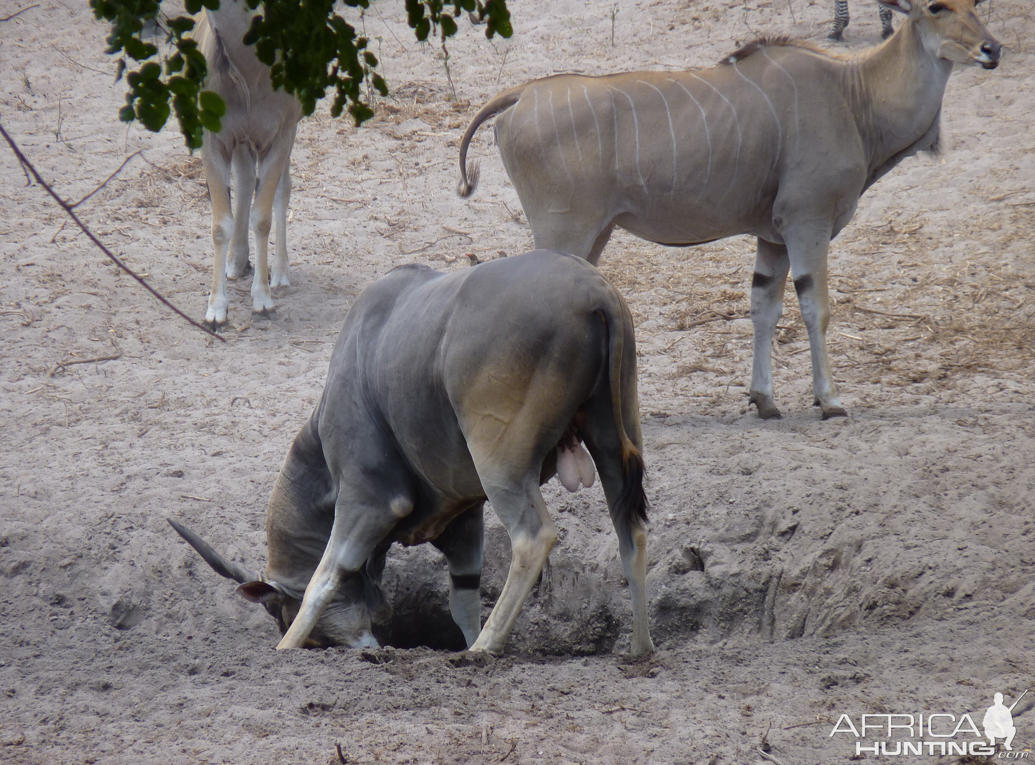 Eland