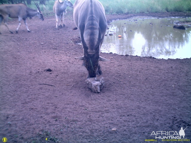 Eland