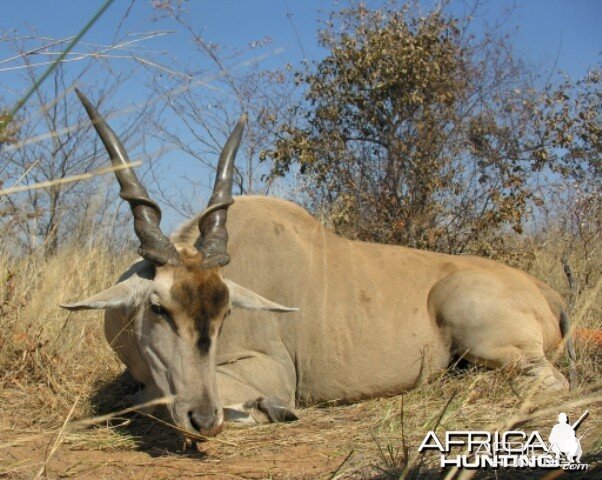 Eland