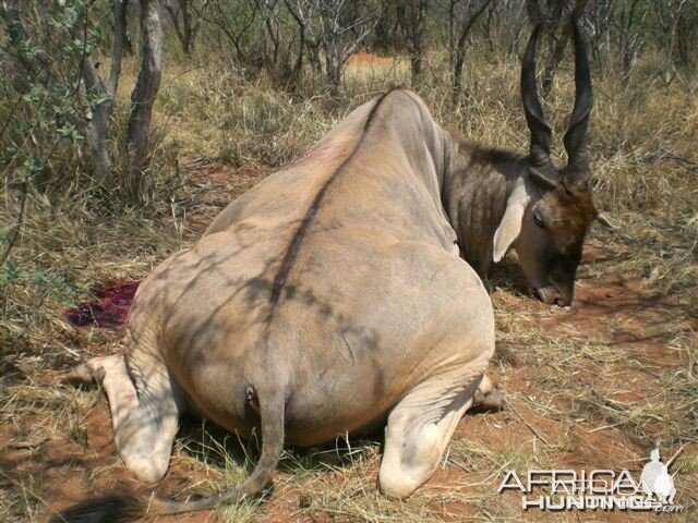 Eland