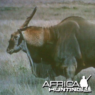 Eland