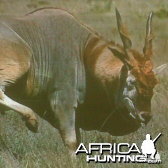 Eland