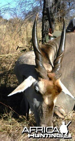 Eland