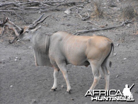 Eland