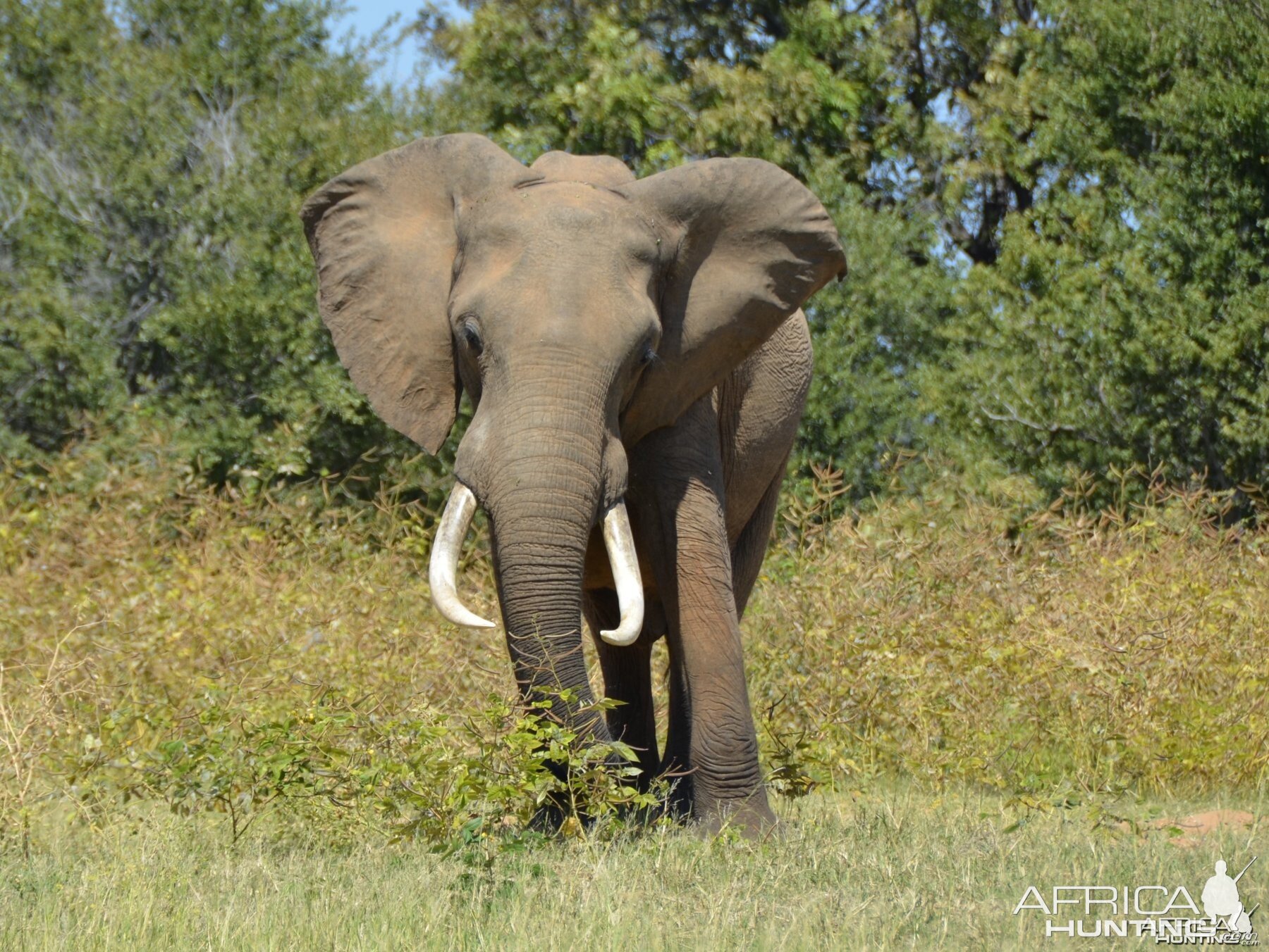 Ele Bull, Omay North, Zimbabwe