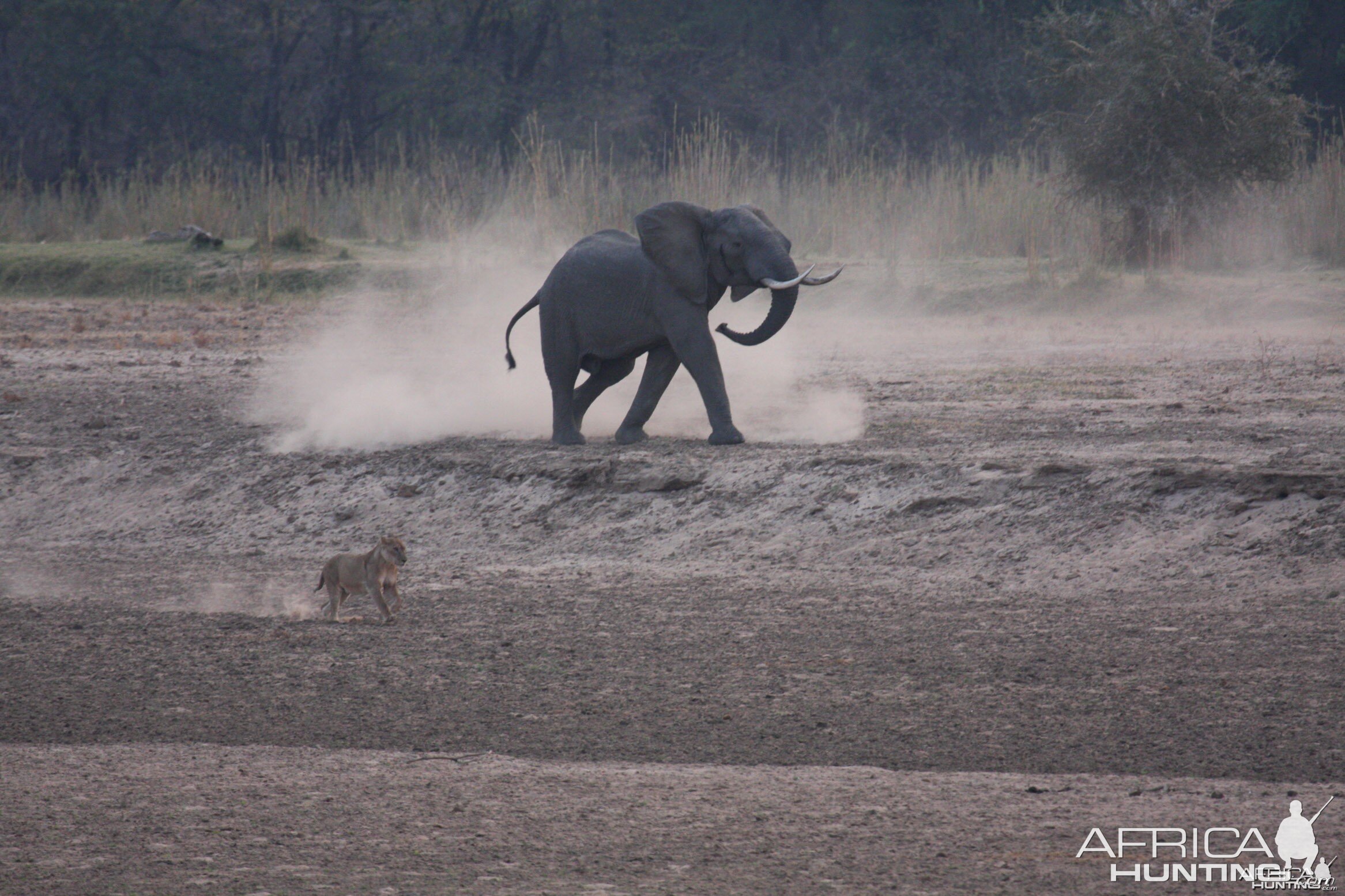 Ele chasing Lions 2