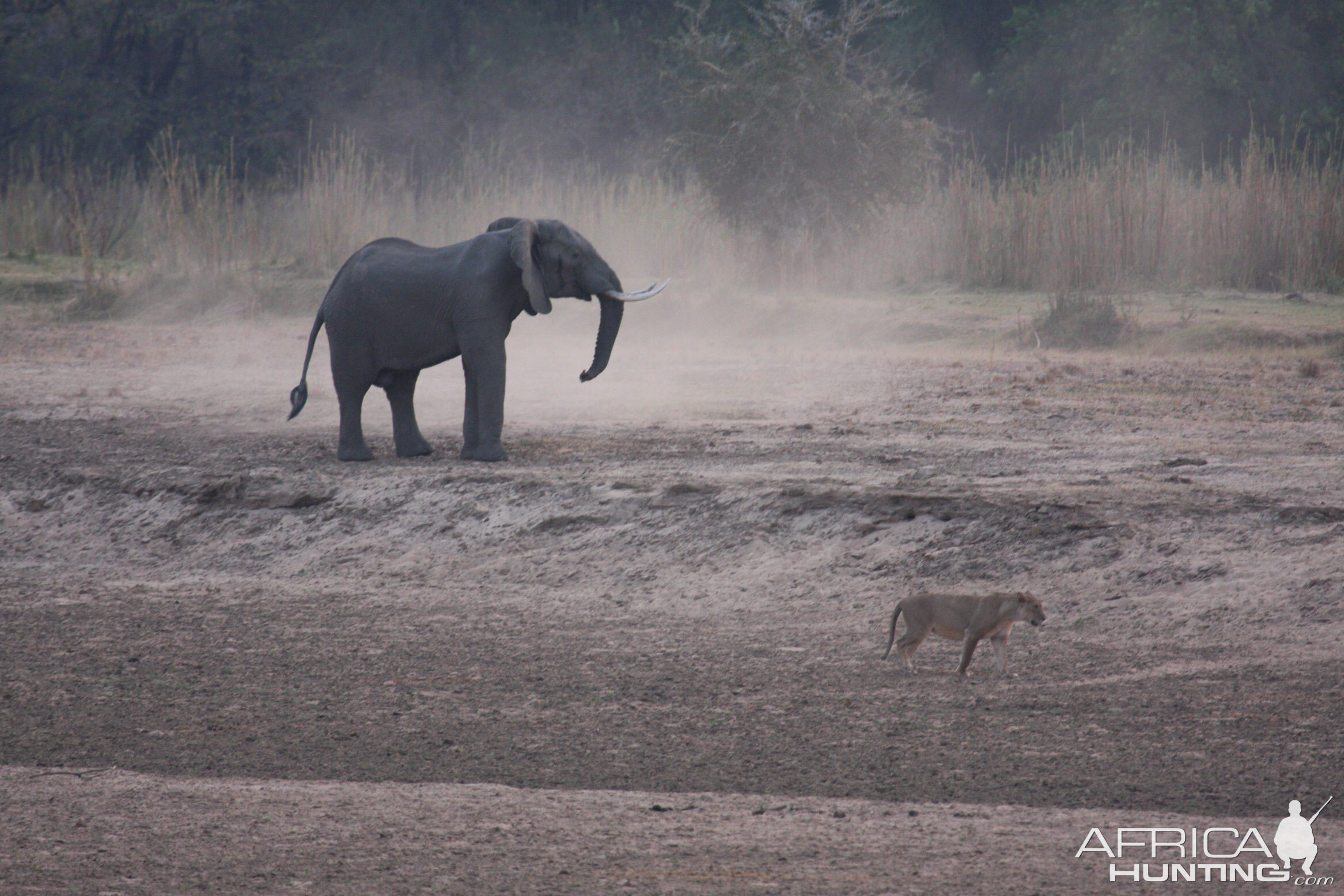 Ele chasing Lions 3