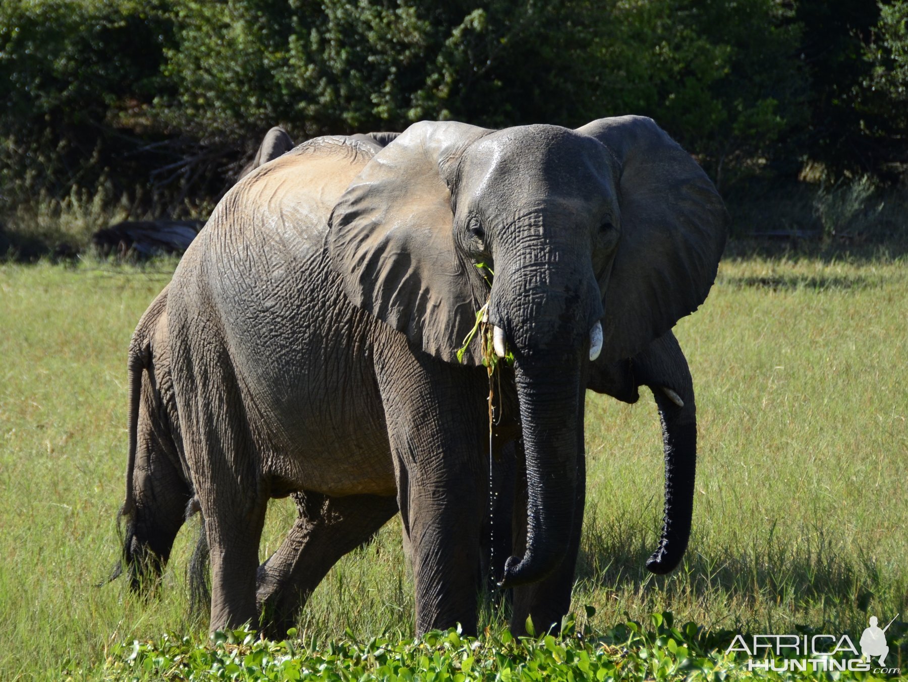 Ele Cow, Omay North, Zimbabwe