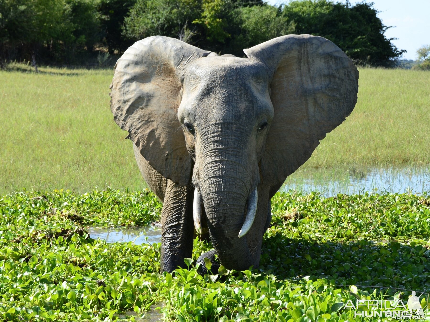 Ele Cow, Omay North, Zimbabwe