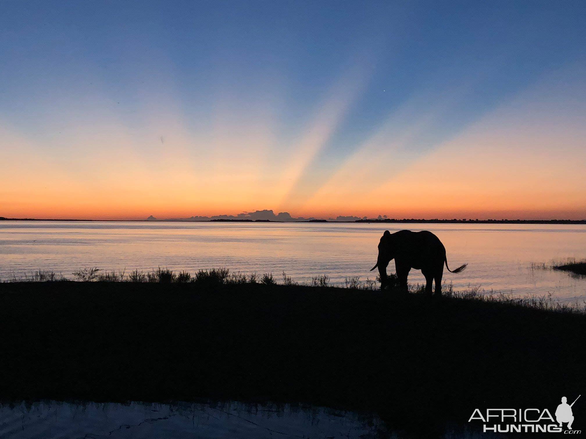 Eleaphant with setting sun in Zimbabwe