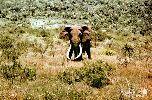 Elephant "Ahmed of Marsabit" in Northern Kenya