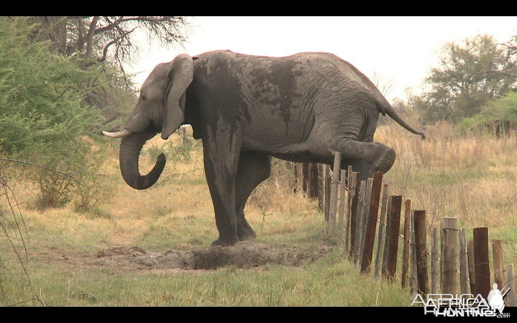 Elephant and fences