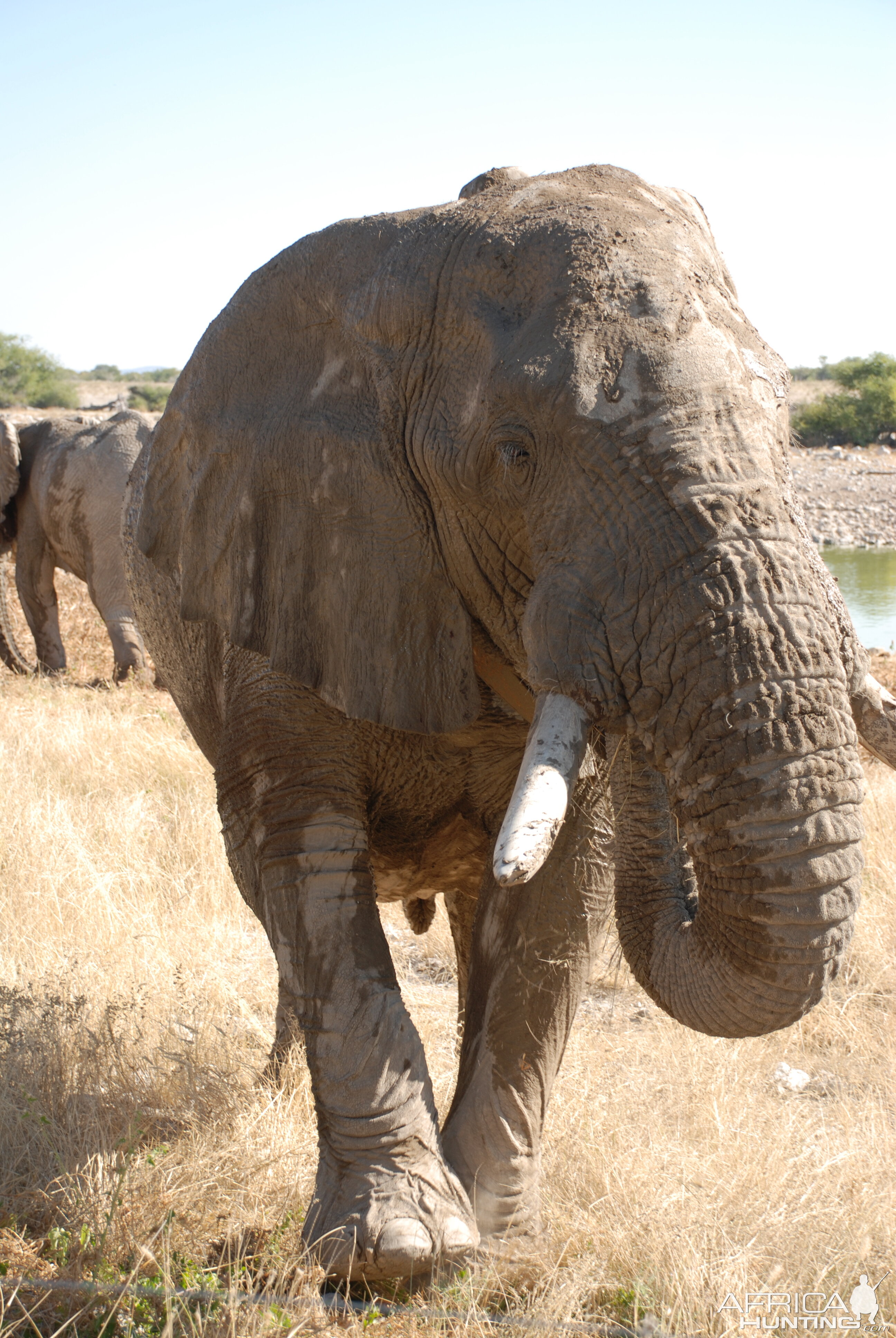 Elephant at Etosha Namibia