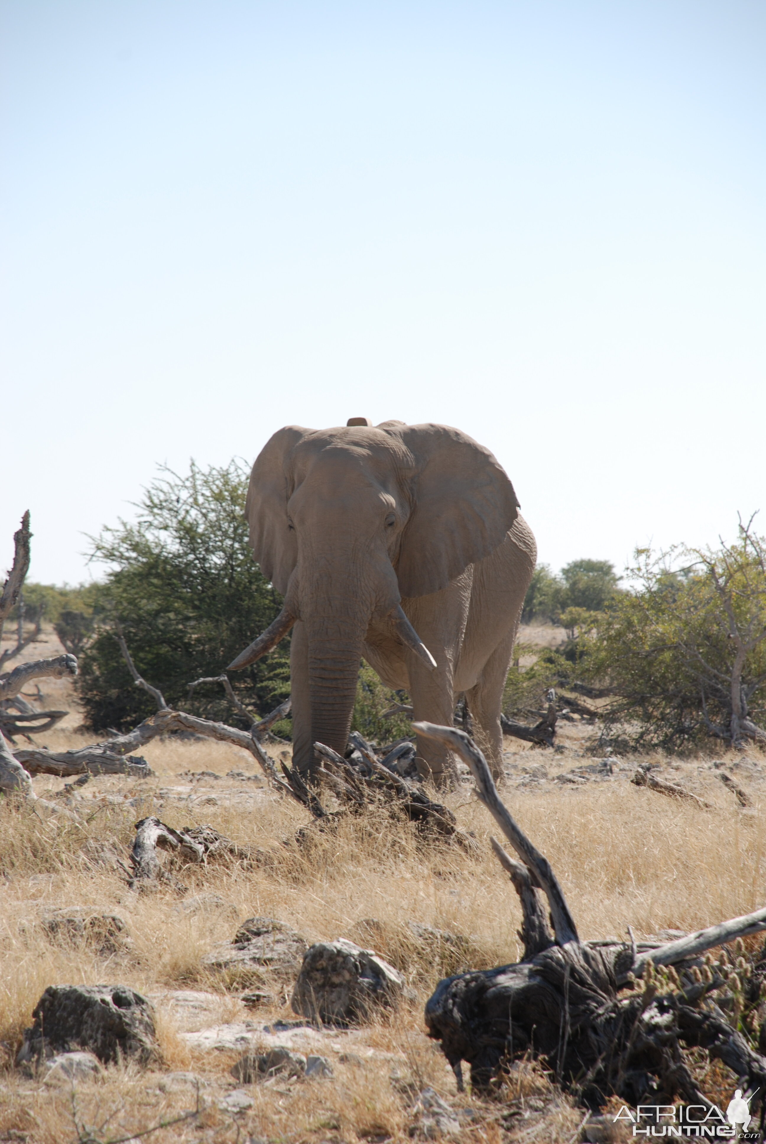 Elephant at Etosha Namibia