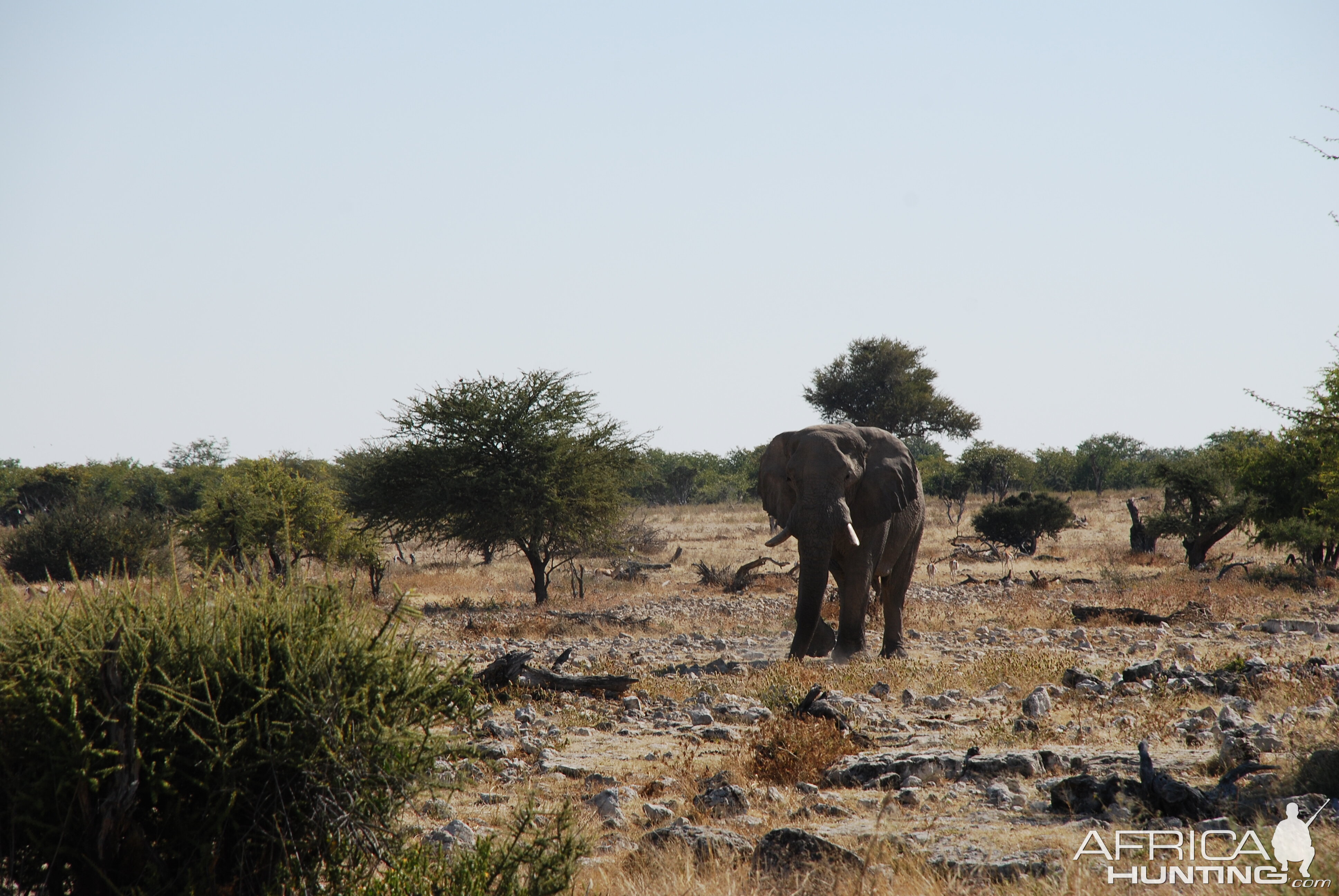 Elephant at Etosha Namibia