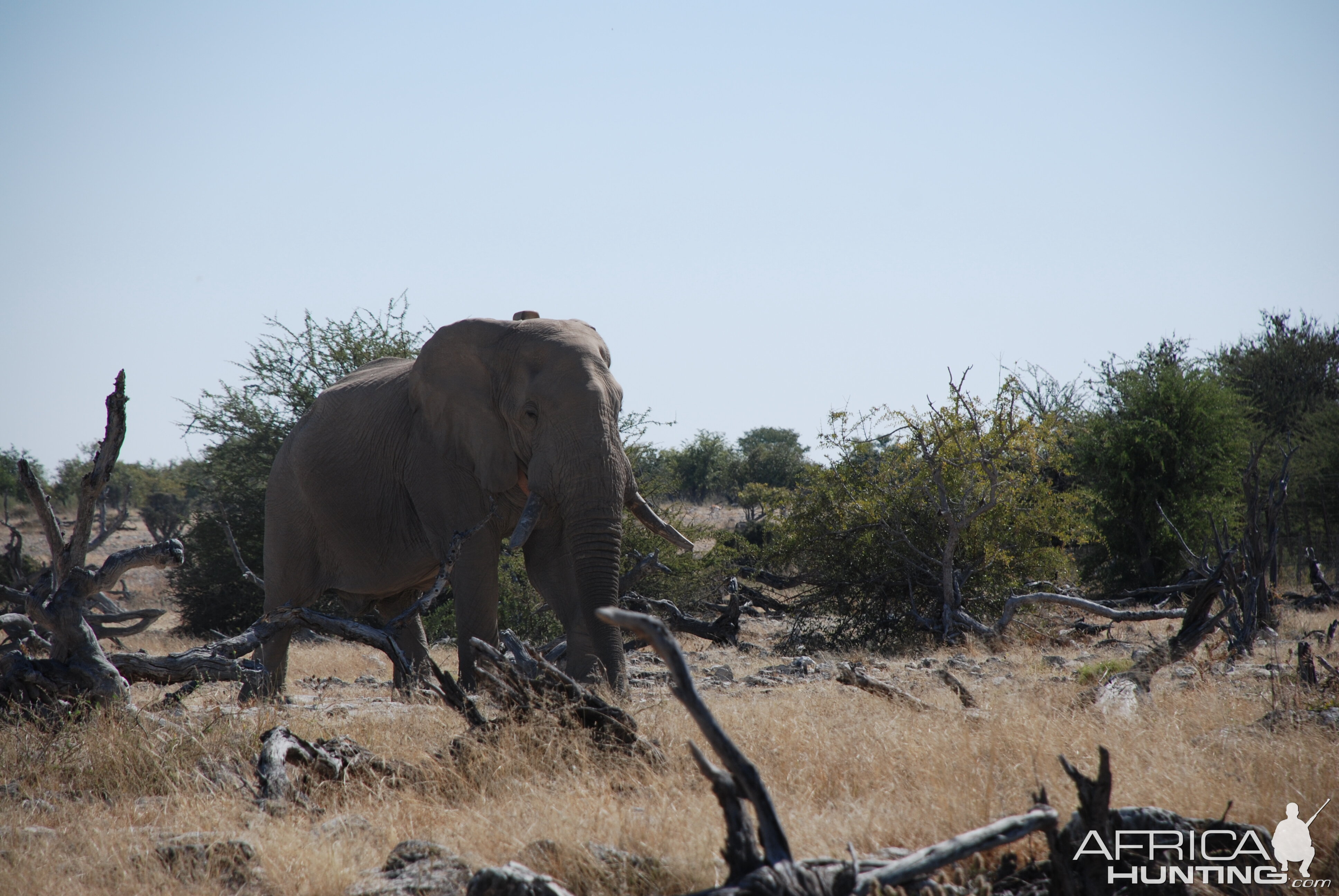 Elephant at Etosha Namibia