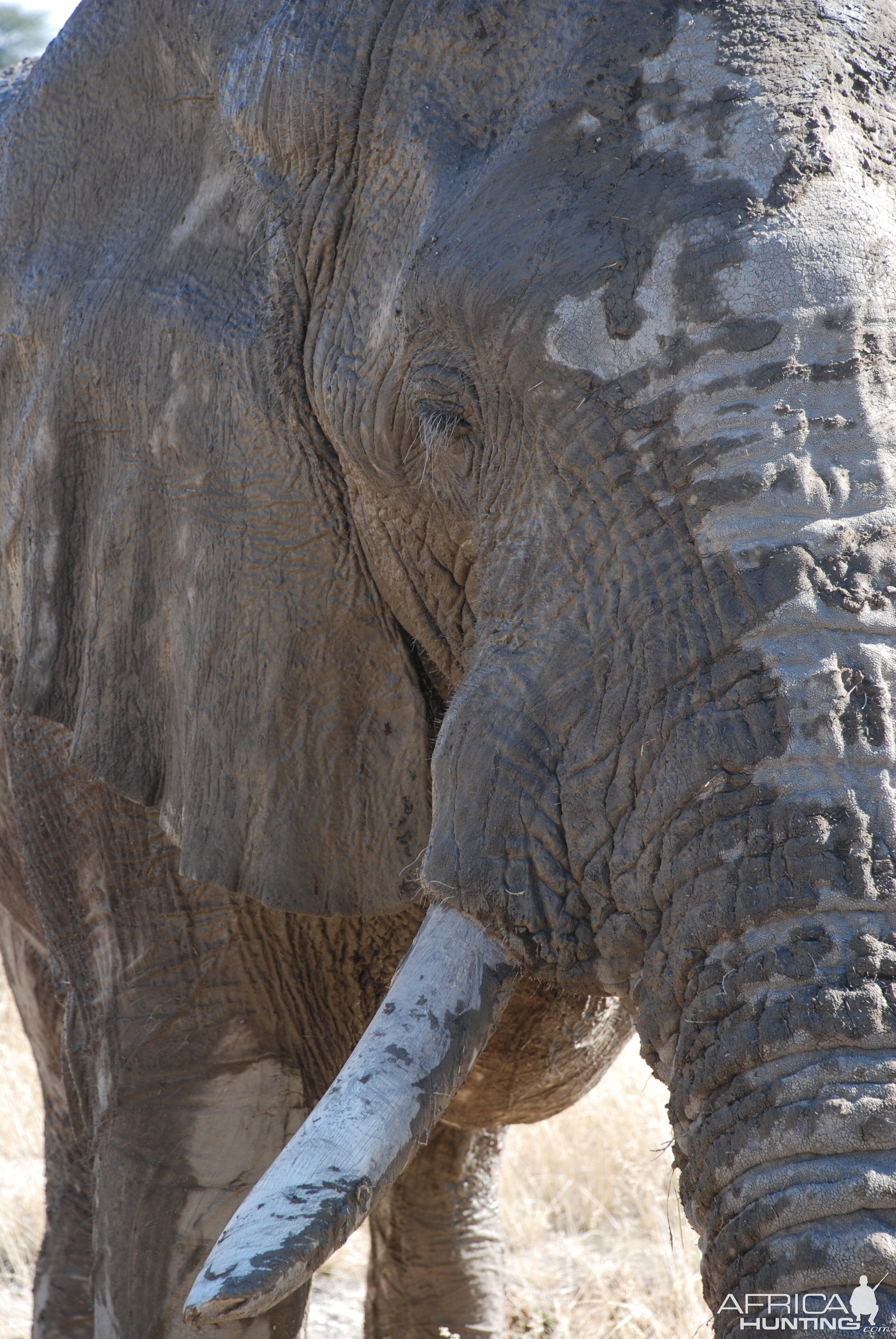 Elephant at Etosha Namibia