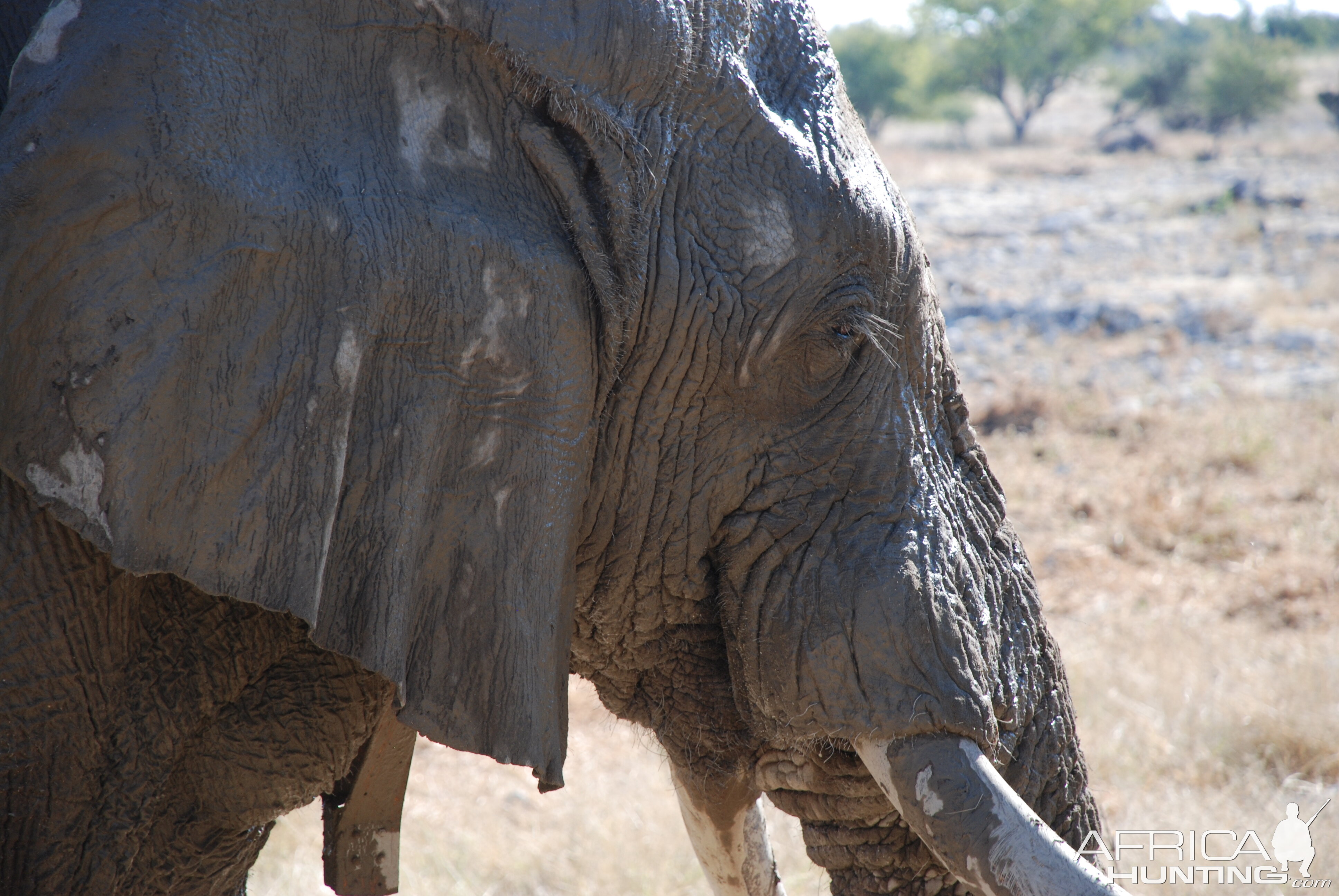 Elephant at Etosha Namibia