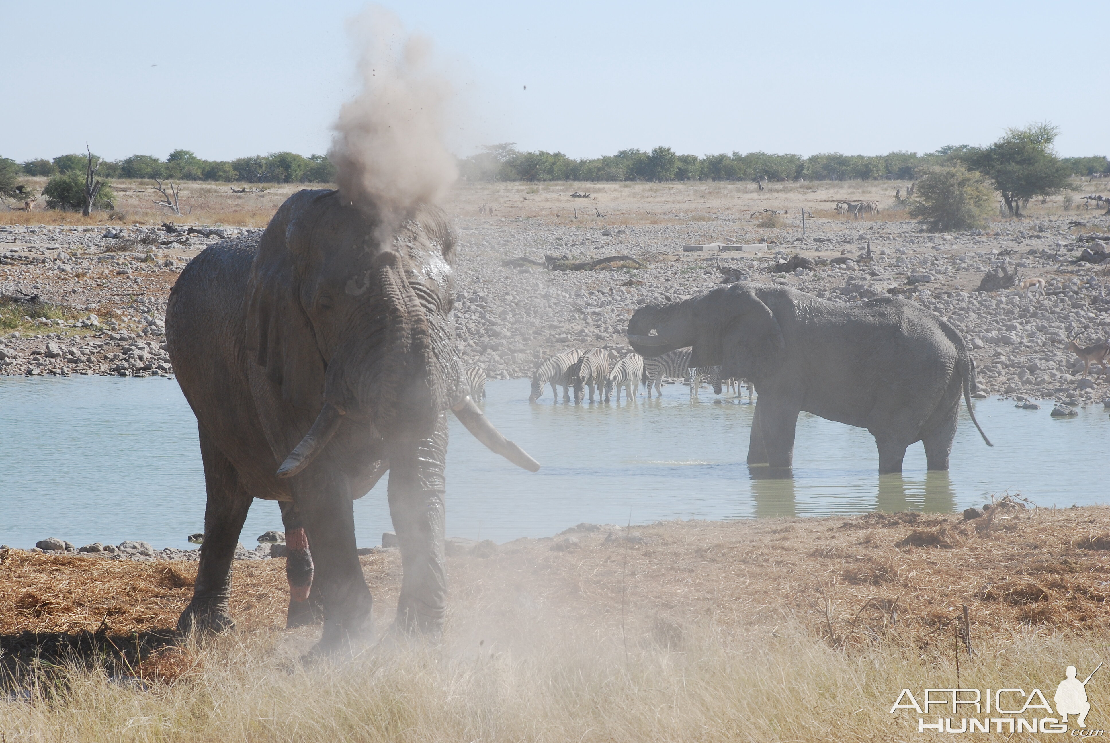 Elephant at Etosha Namibia