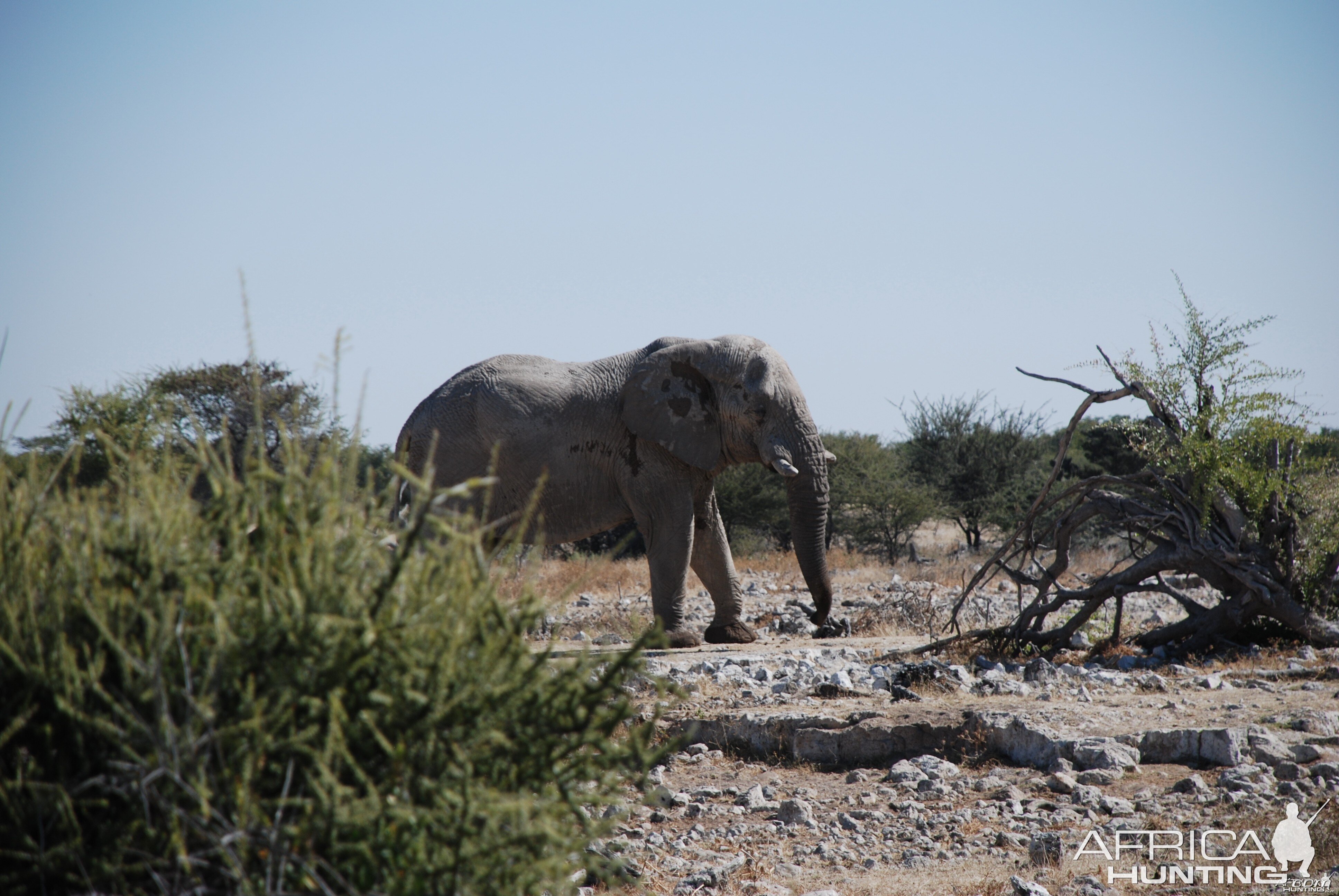 Elephant at Etosha Namibia