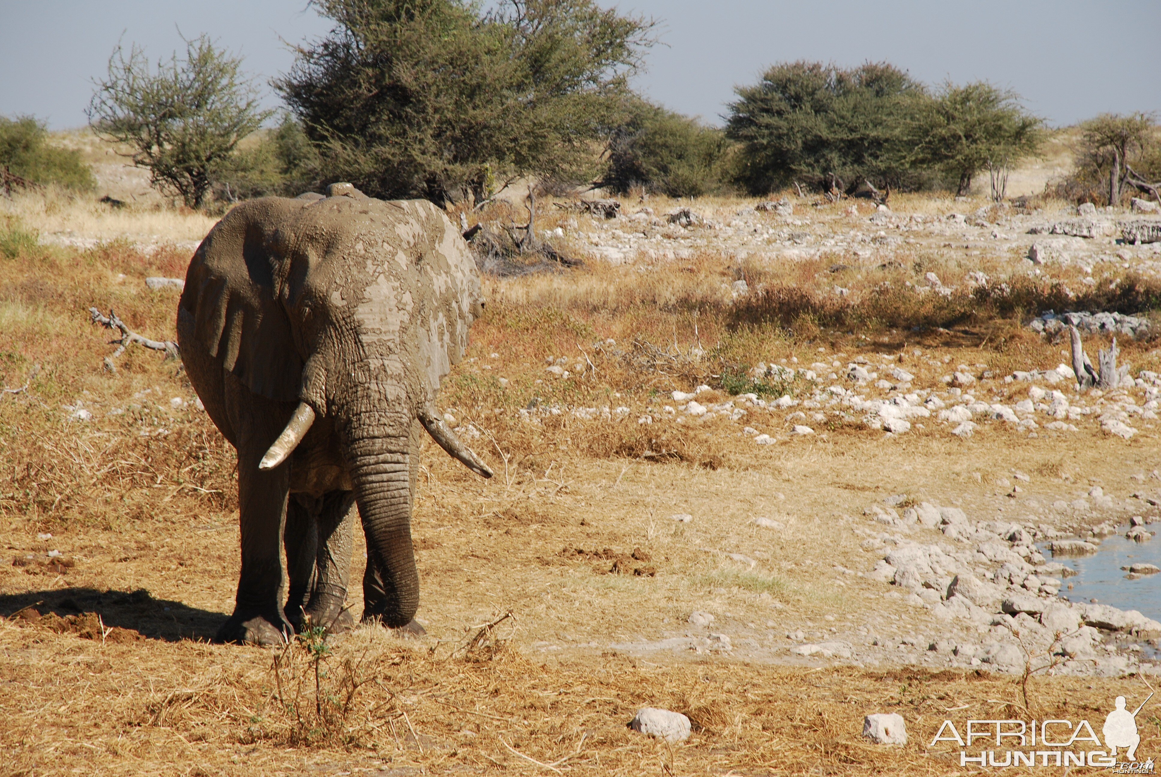 Elephant at Etosha Namibia