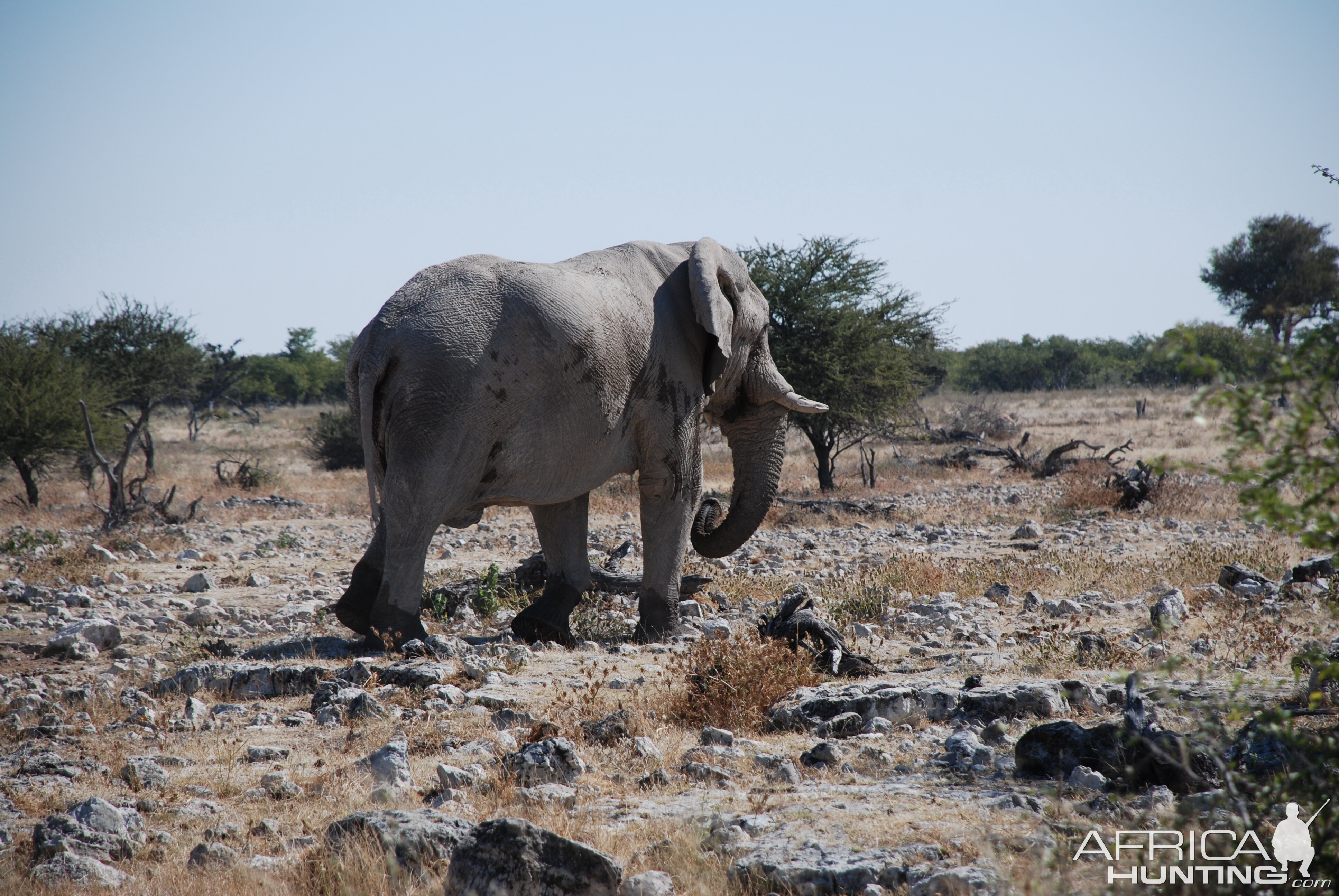 Elephant at Etosha Namibia