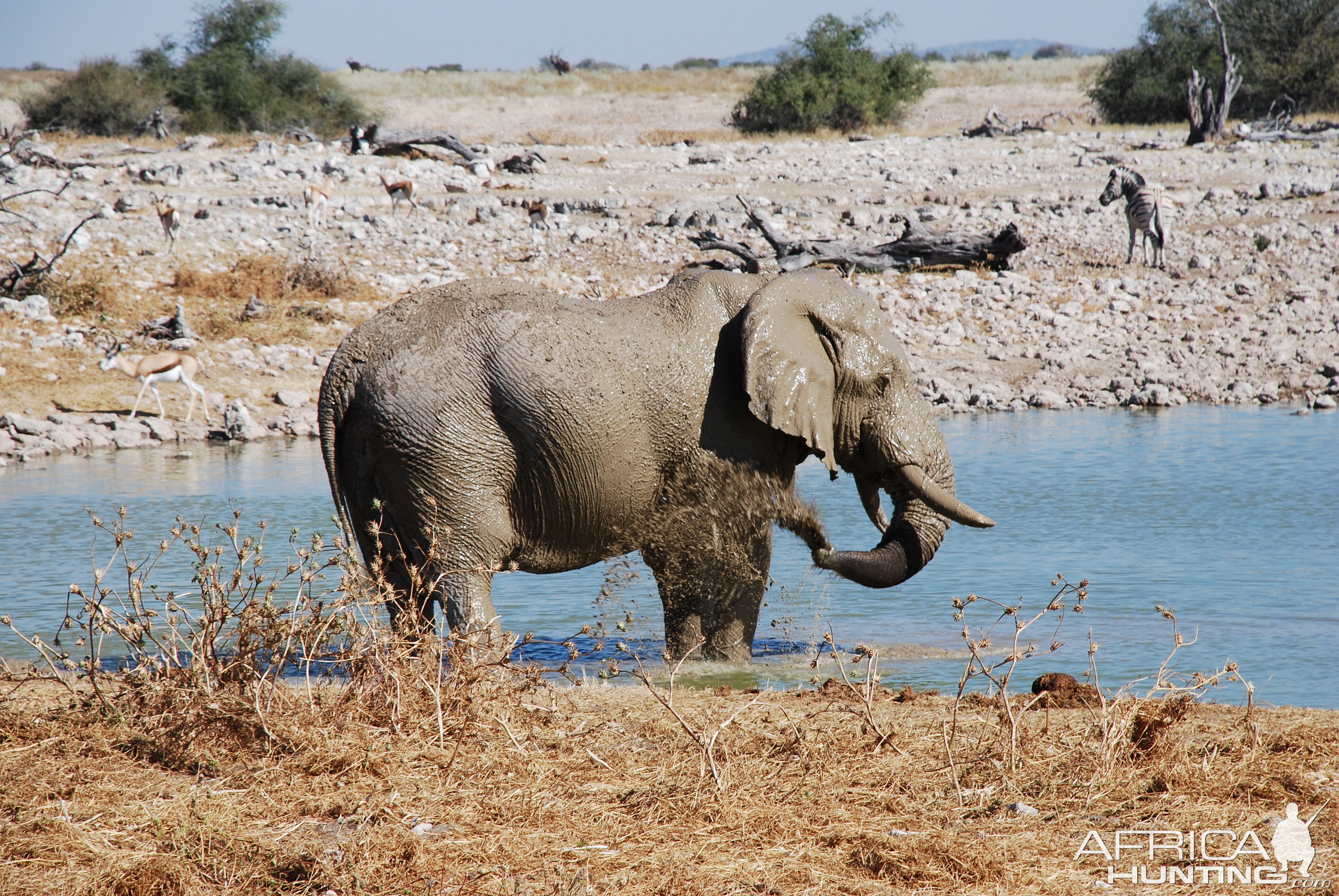 Elephant at Etosha Namibia