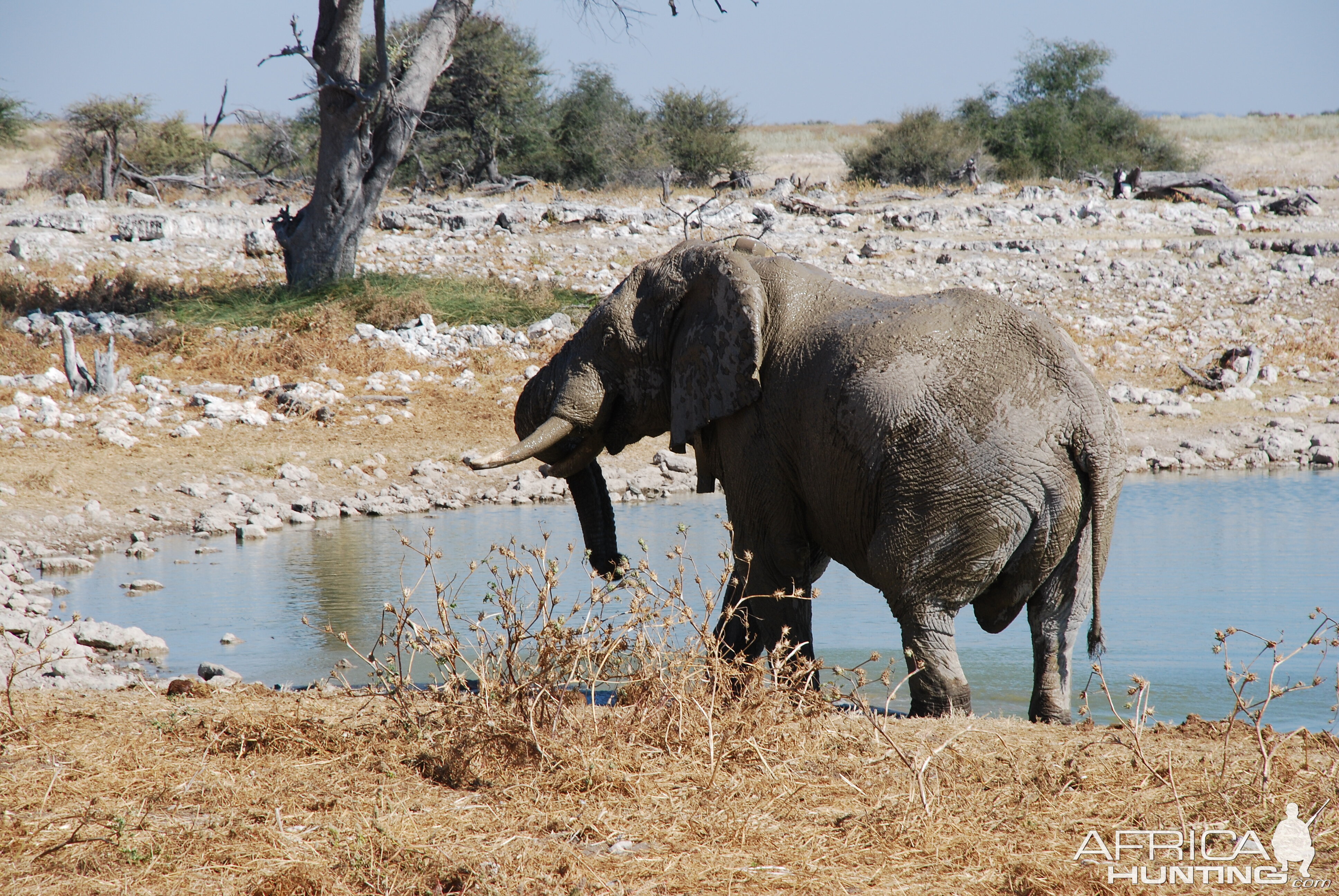 Elephant at Etosha Namibia