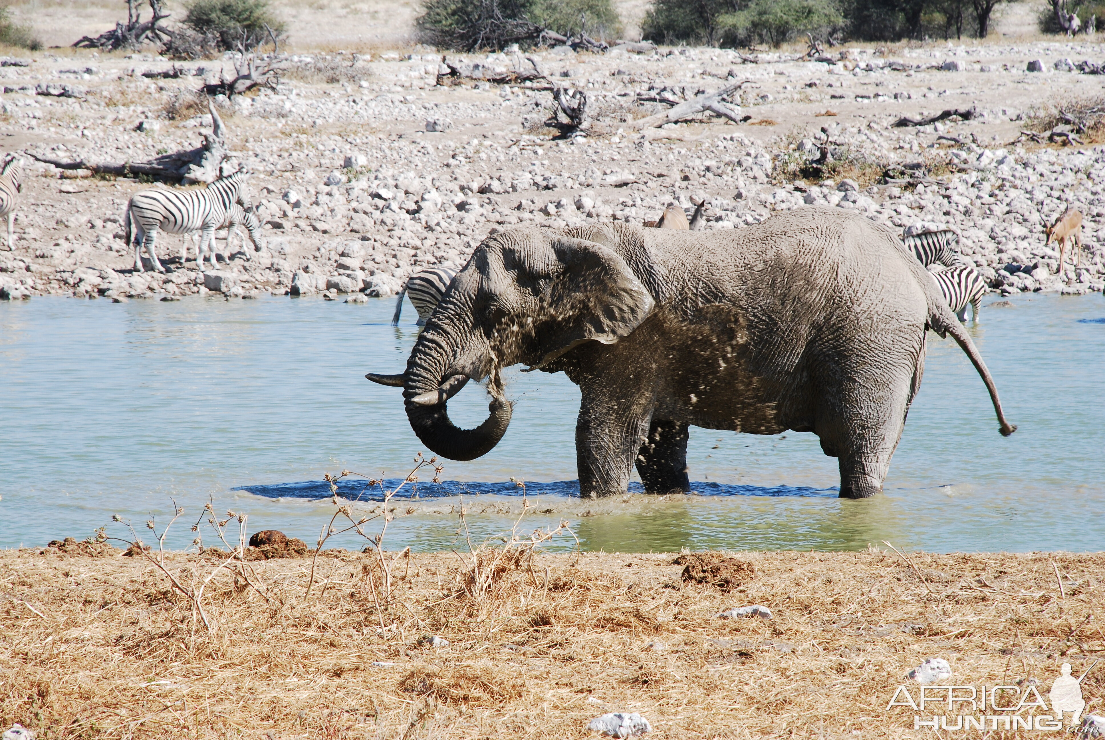 Elephant at Etosha Namibia