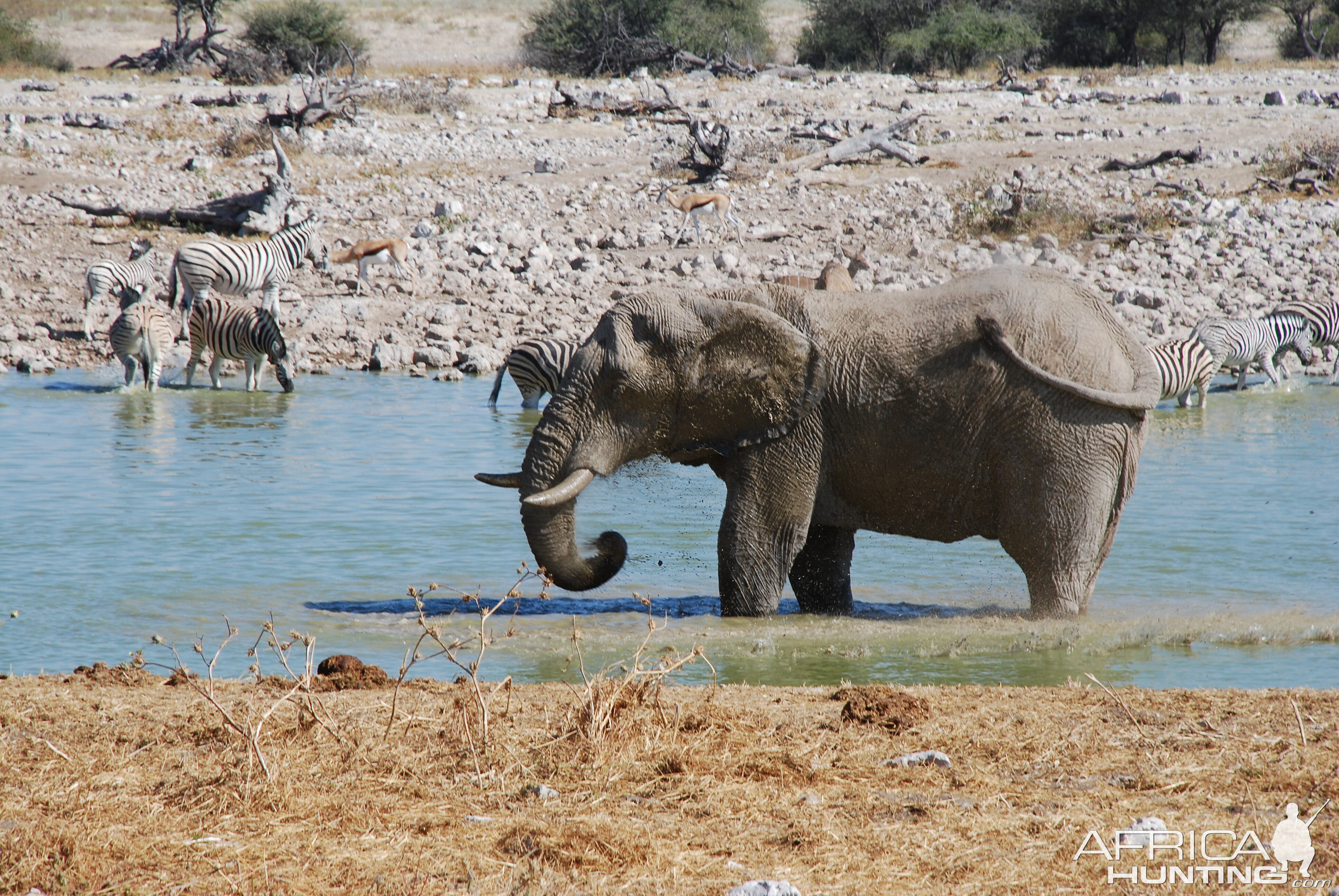 Elephant at Etosha Namibia