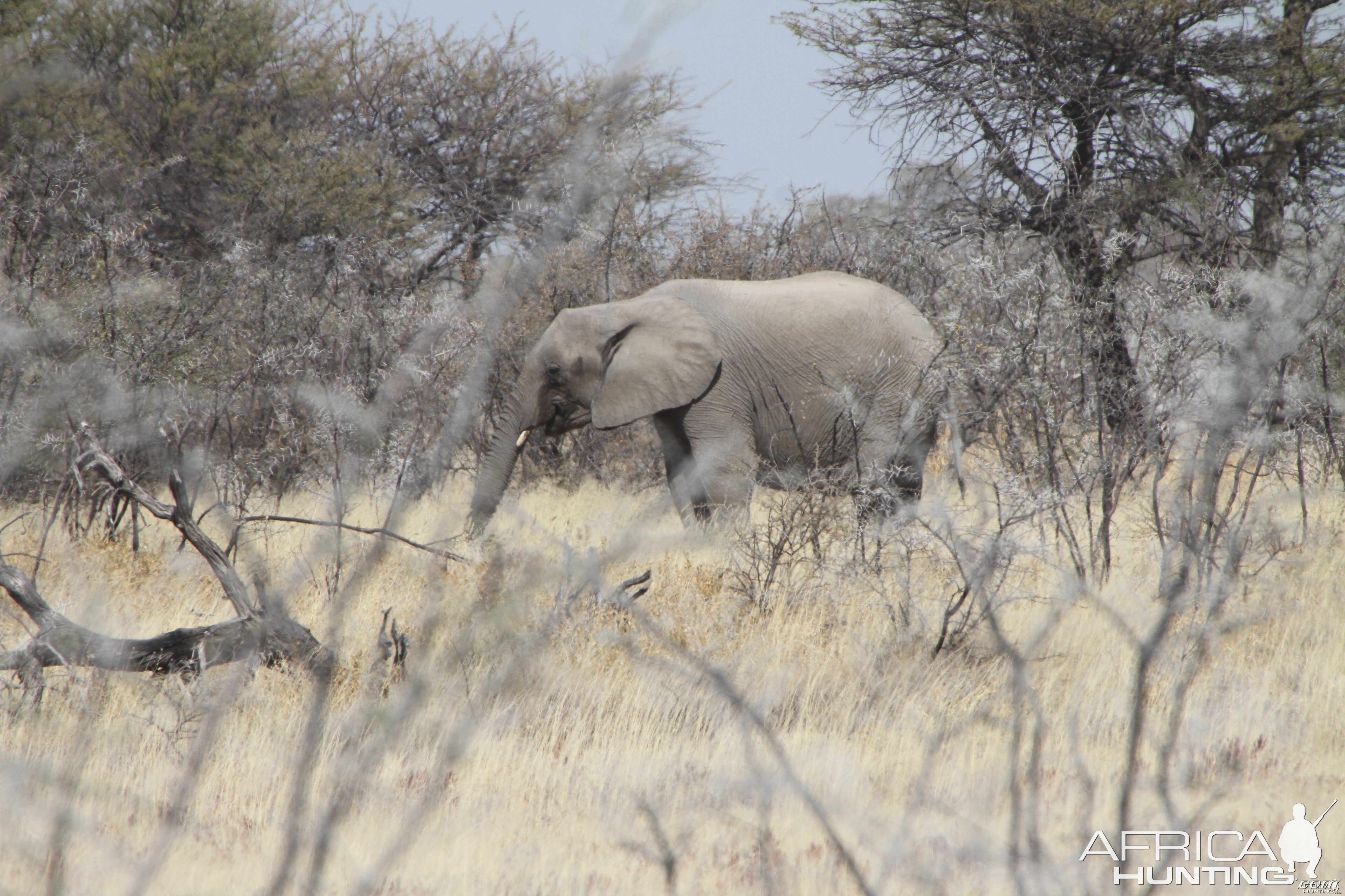 Elephant at Etosha National Park