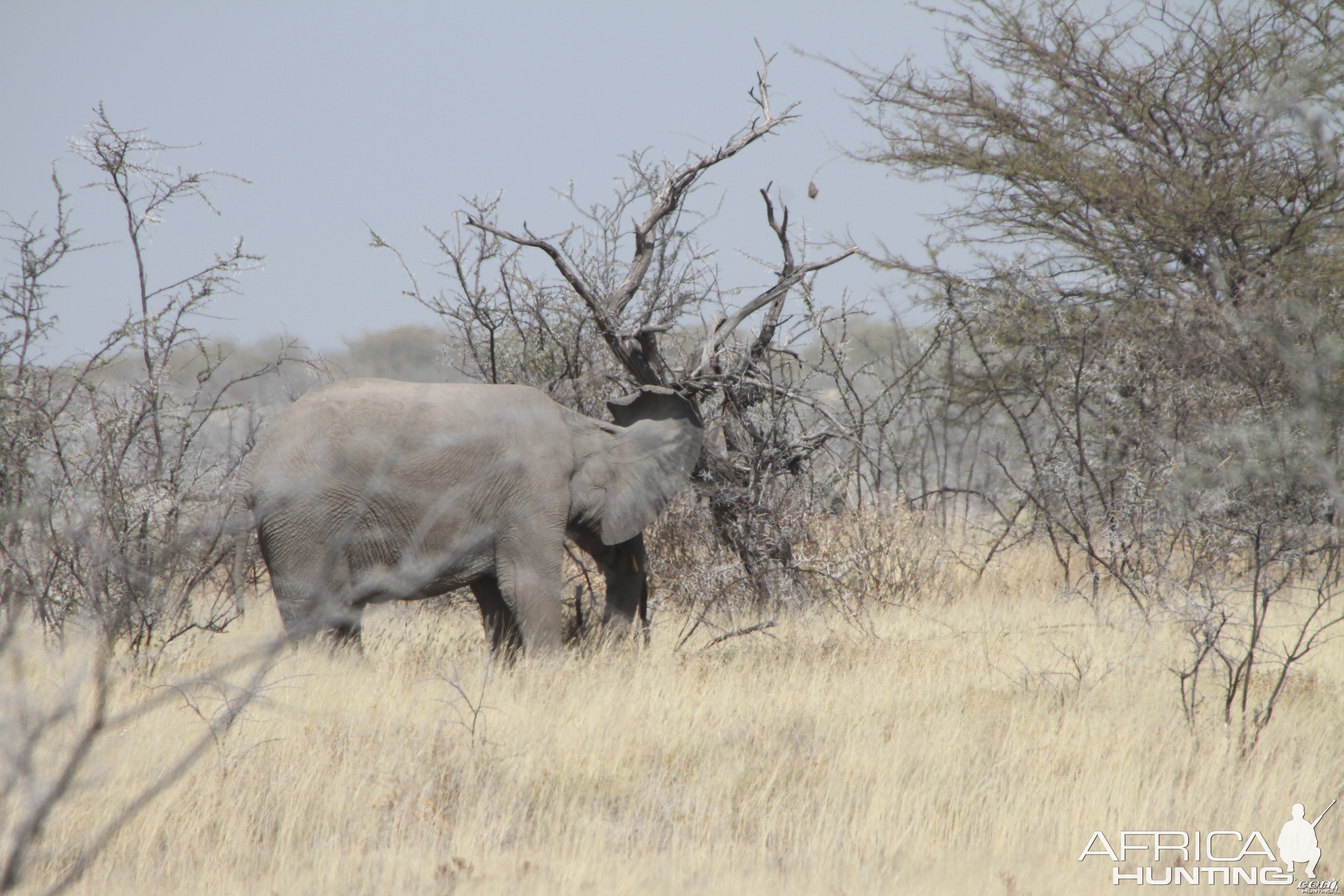 Elephant at Etosha National Park