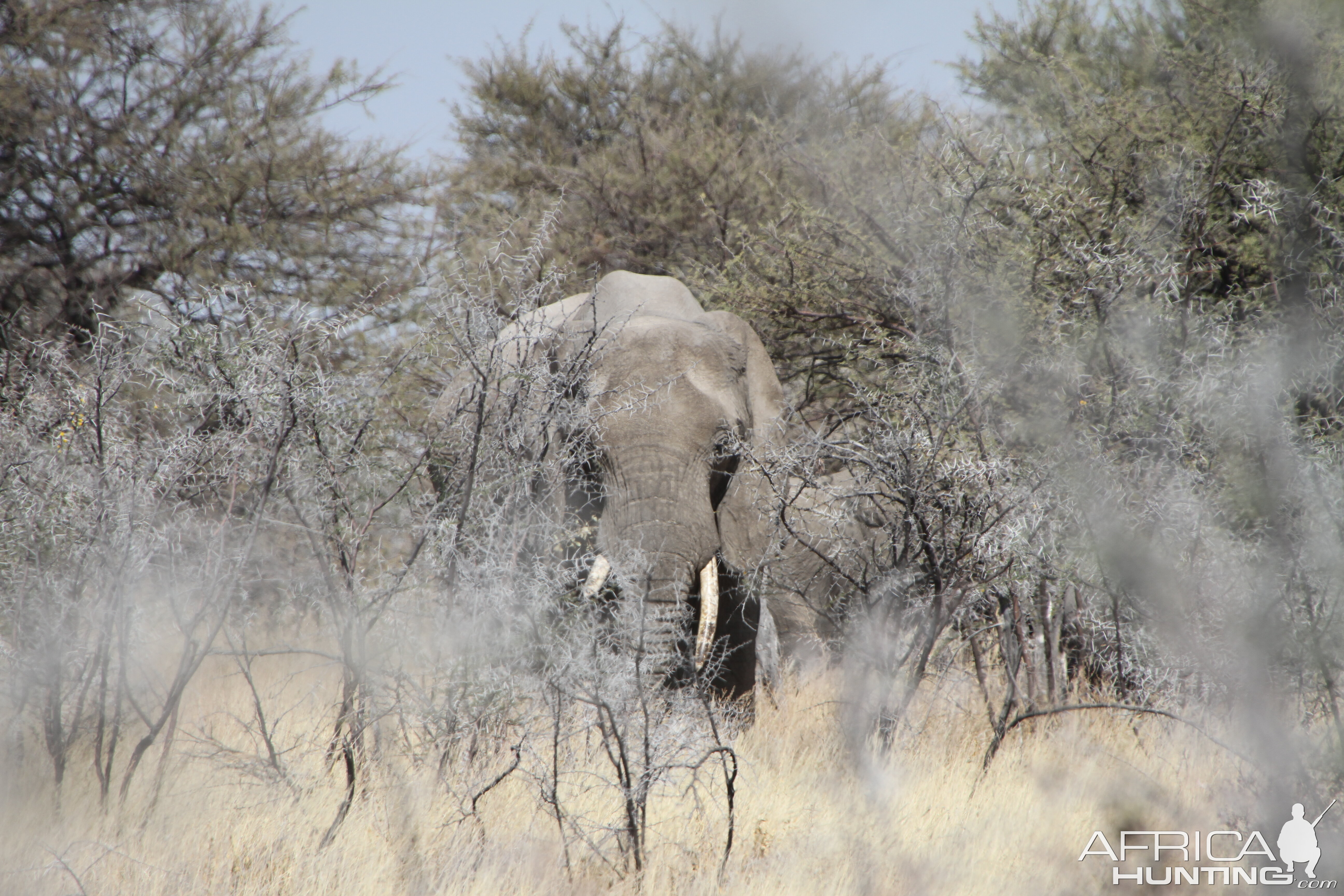 Elephant at Etosha National Park