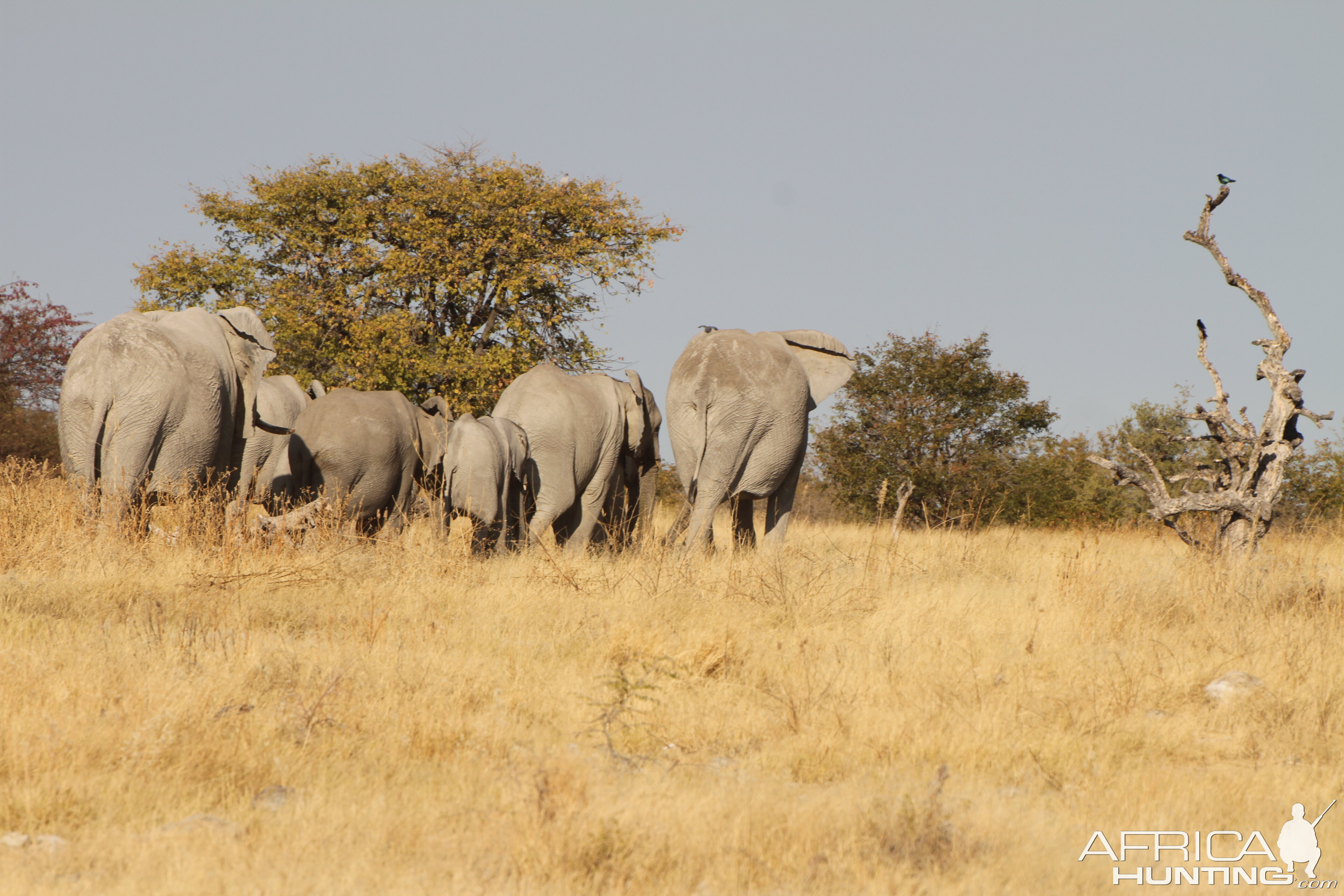 Elephant at Etosha National Park