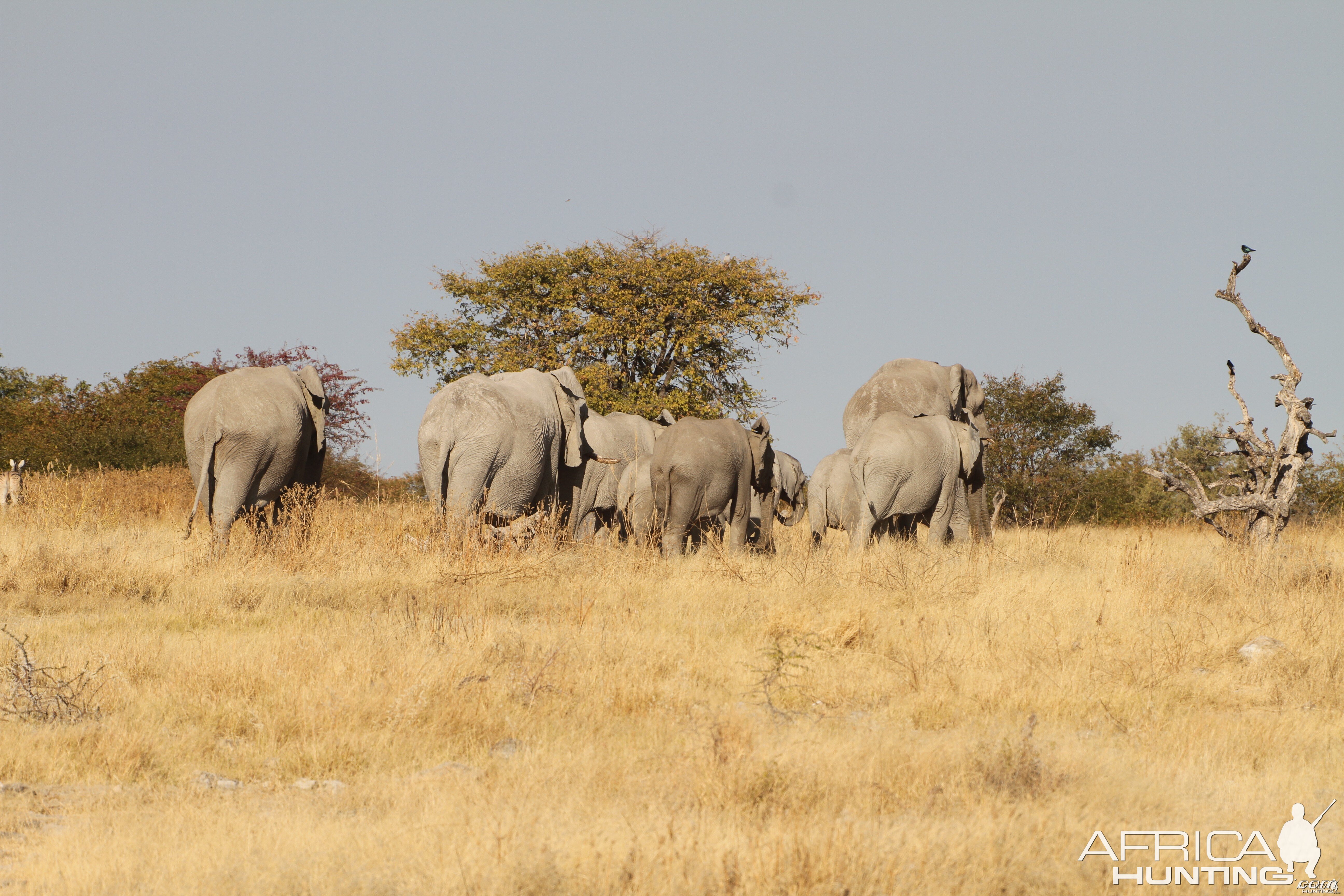 Elephant at Etosha National Park