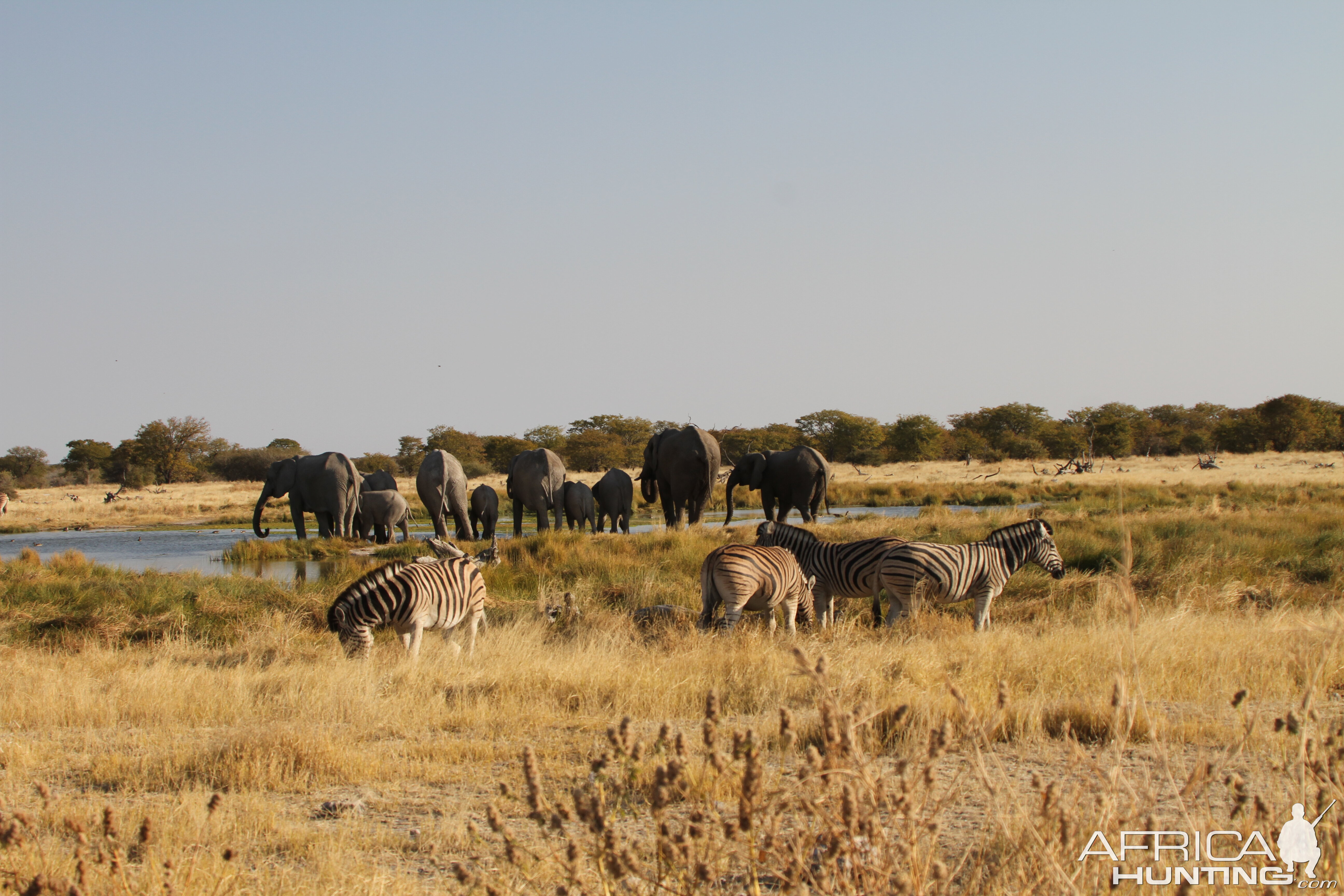 Elephant at Etosha National Park